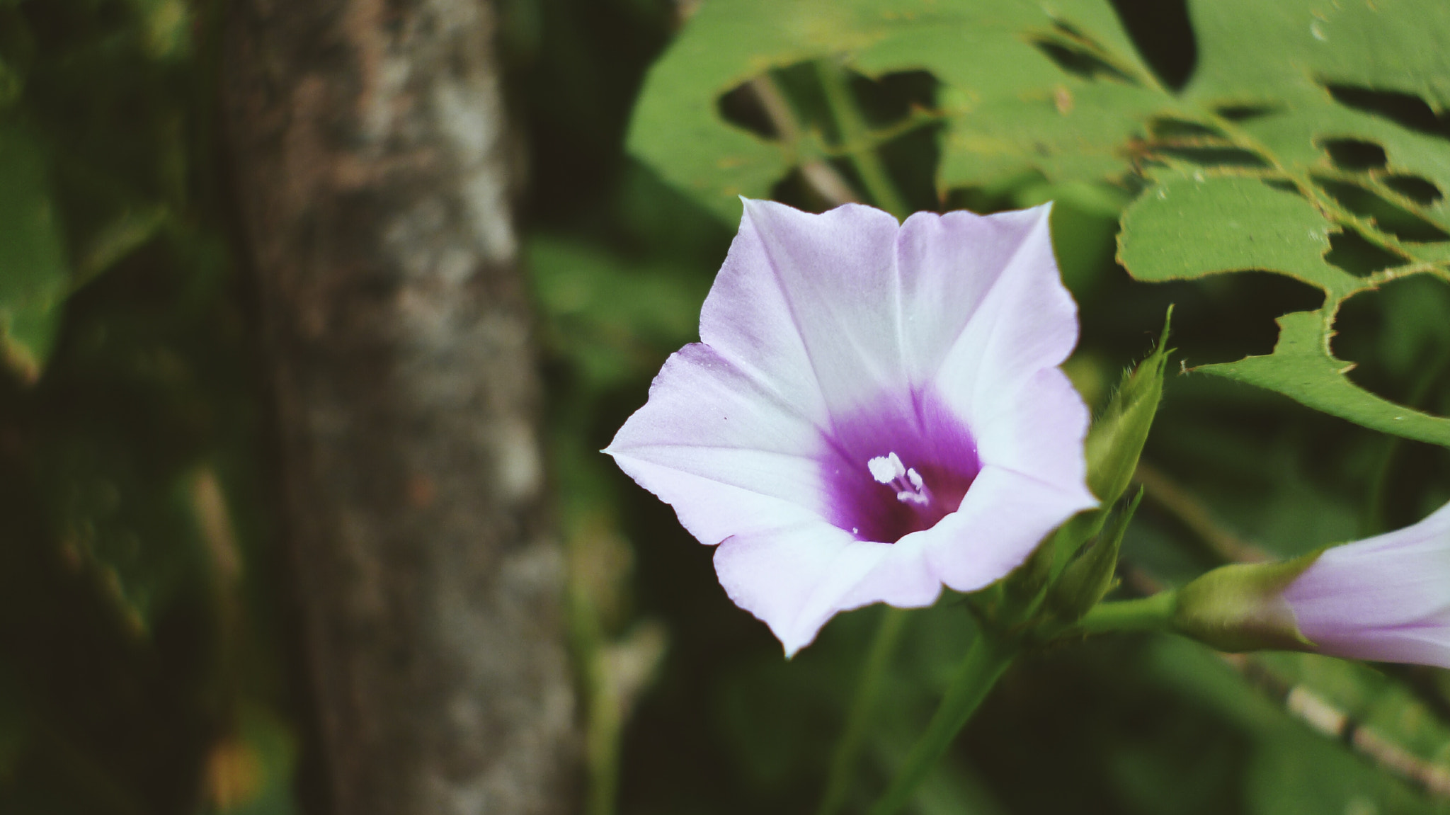 Panasonic DMC-FX80 sample photo. Flower photography