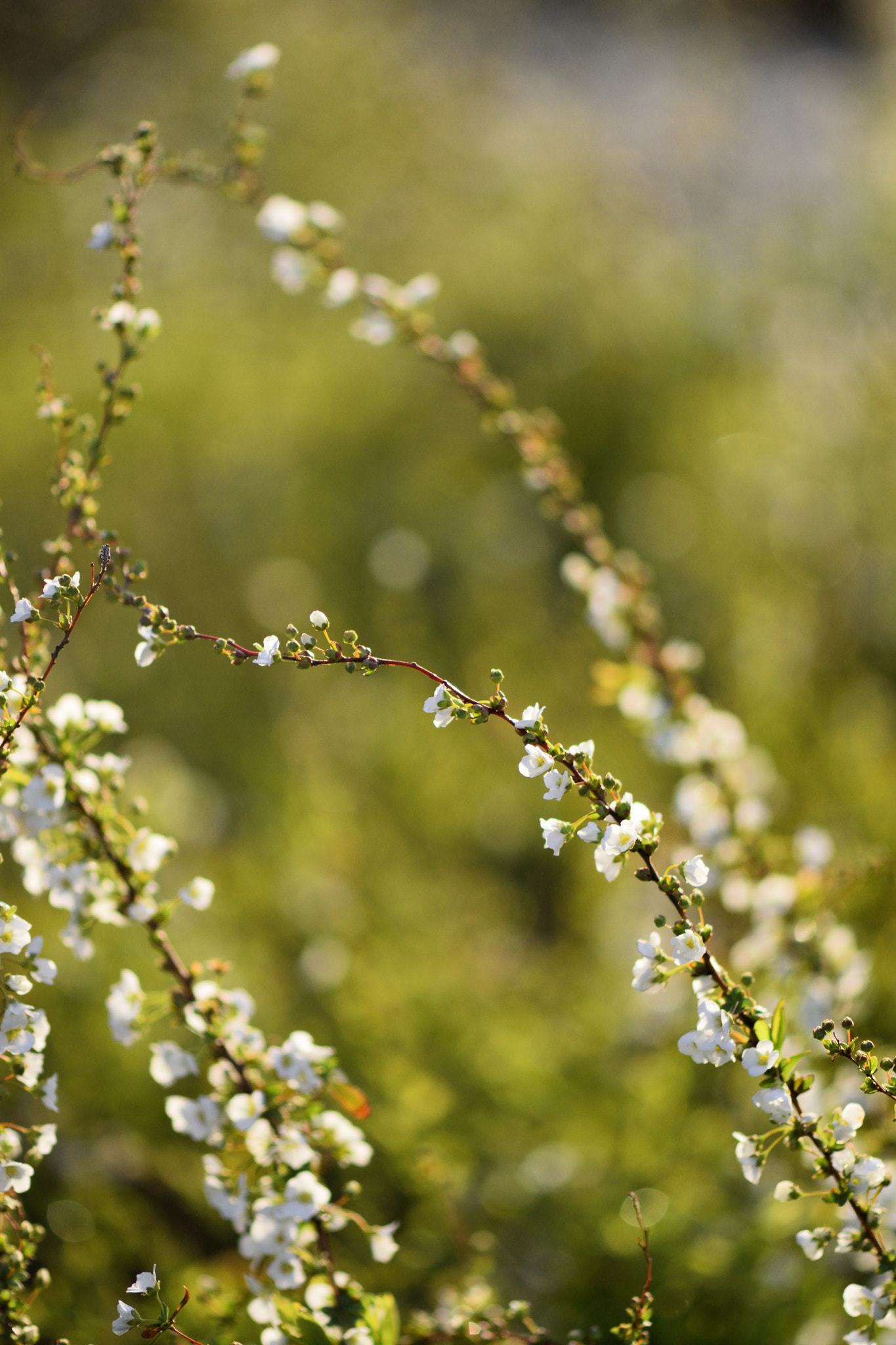 Nikon AF-S Micro-Nikkor 105mm F2.8G IF-ED VR sample photo. Flower photography