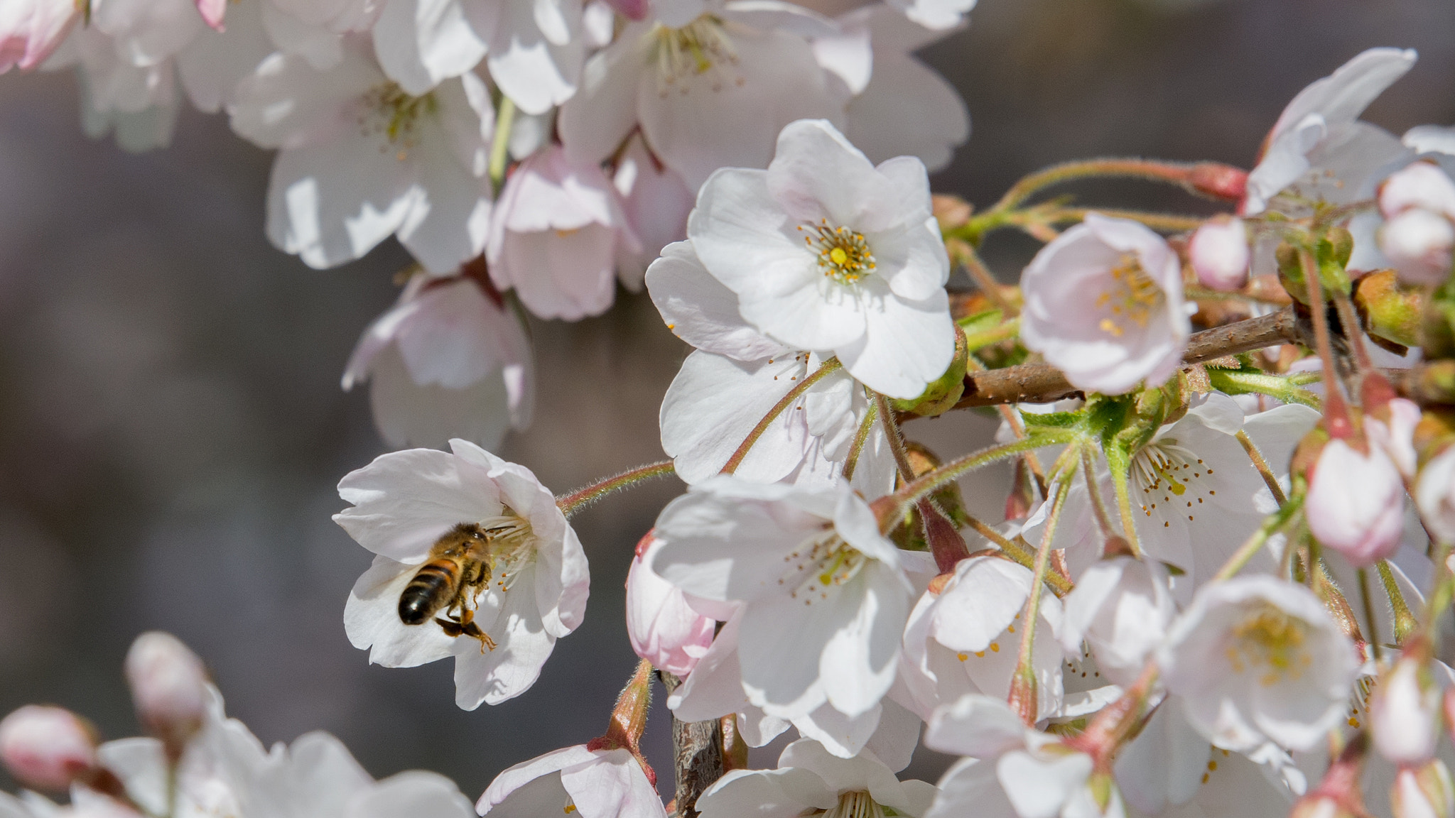 Nikon D7100 + Tamron SP 70-200mm F2.8 Di VC USD sample photo. Blossoming beauty photography