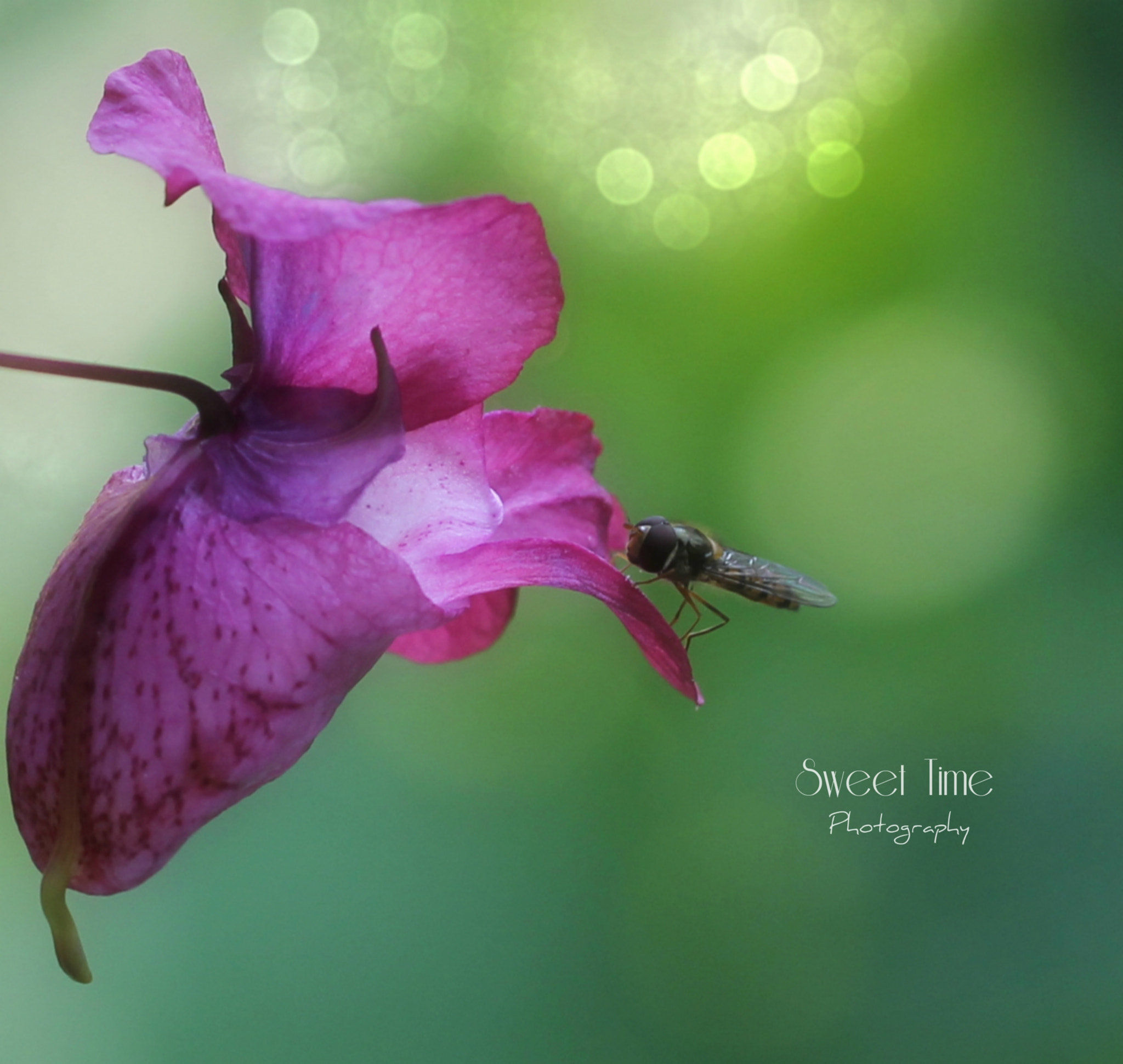 Canon EF 100mm F2.8L Macro IS USM sample photo. Flower analysis photography