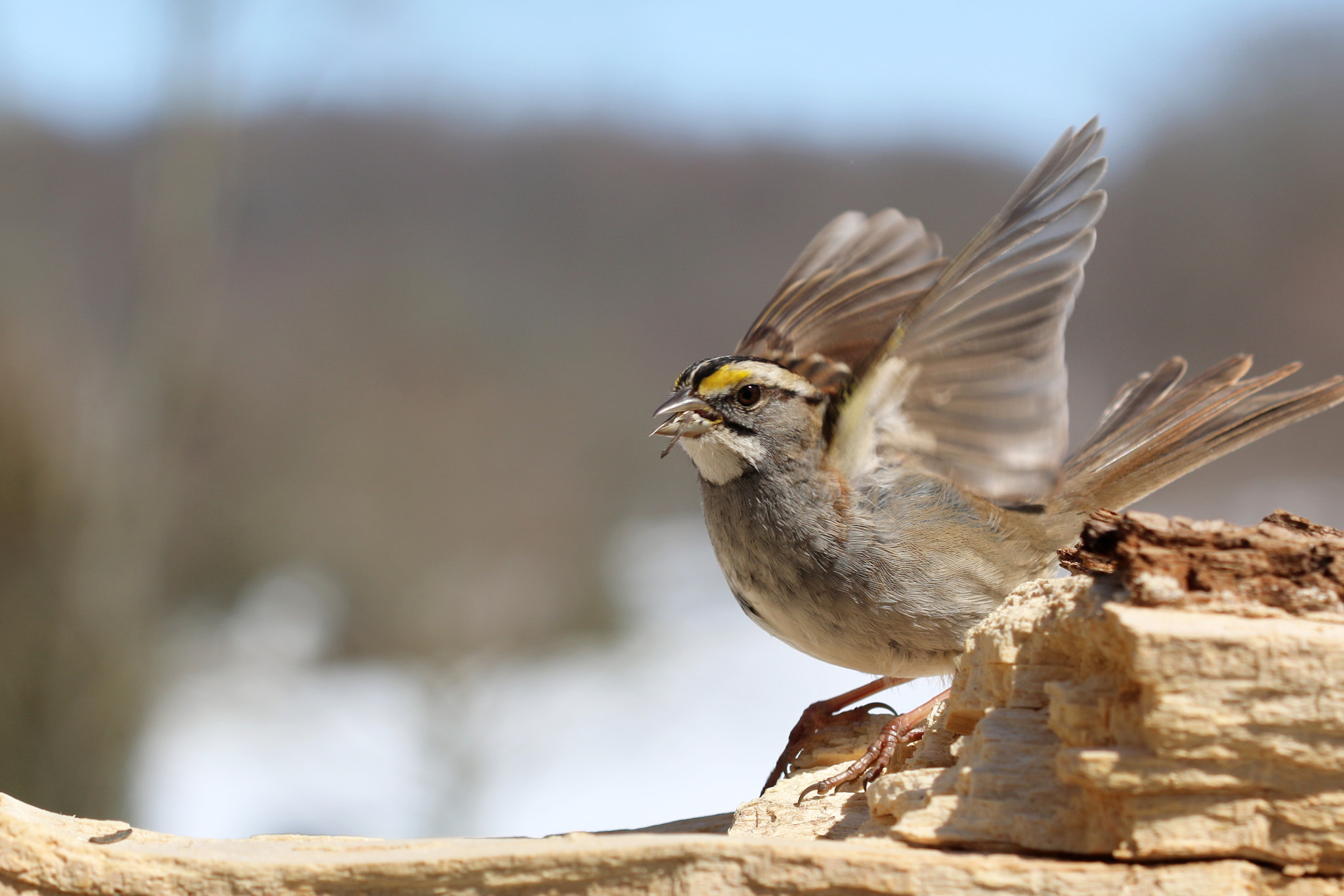 Canon EF 100mm F2.8 Macro USM sample photo. Cute little sparrow photography