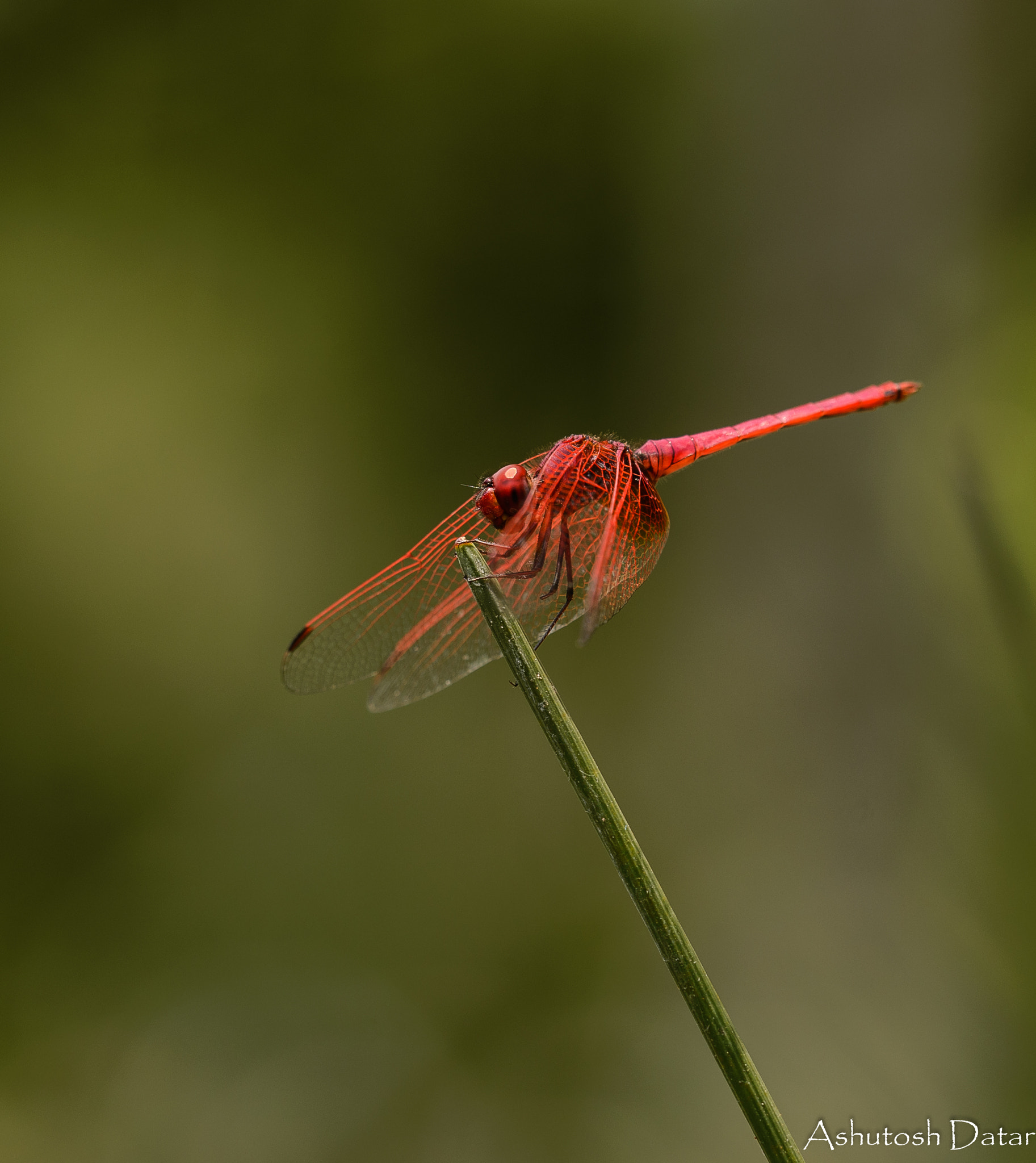Sigma 150mm F2.8 EX DG OS Macro HSM sample photo. Ready to fly photography