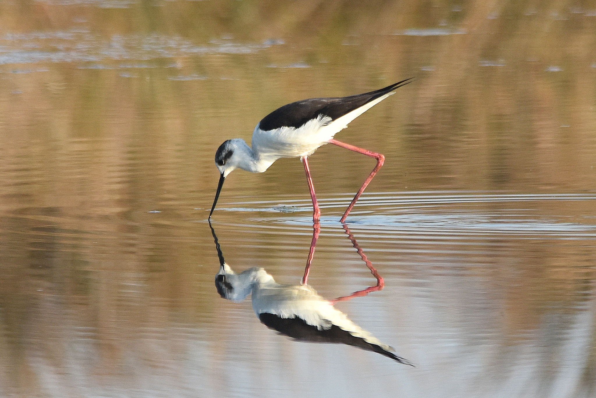 Nikon D7200 + Sigma 150-500mm F5-6.3 DG OS HSM sample photo. Cavaliere d'italia photography