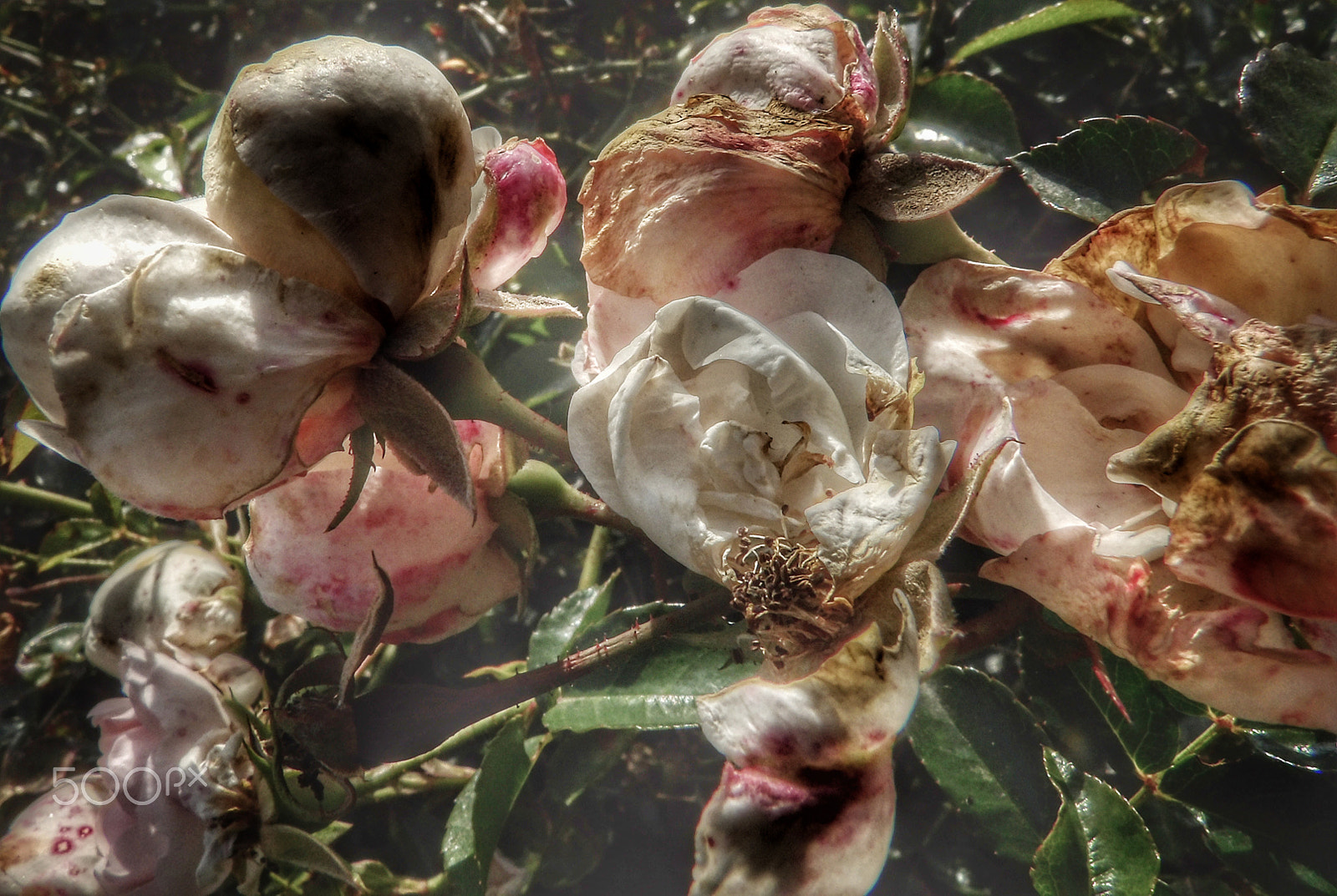 Ricoh PENTAX XG-1 sample photo. Fading wild roses photography
