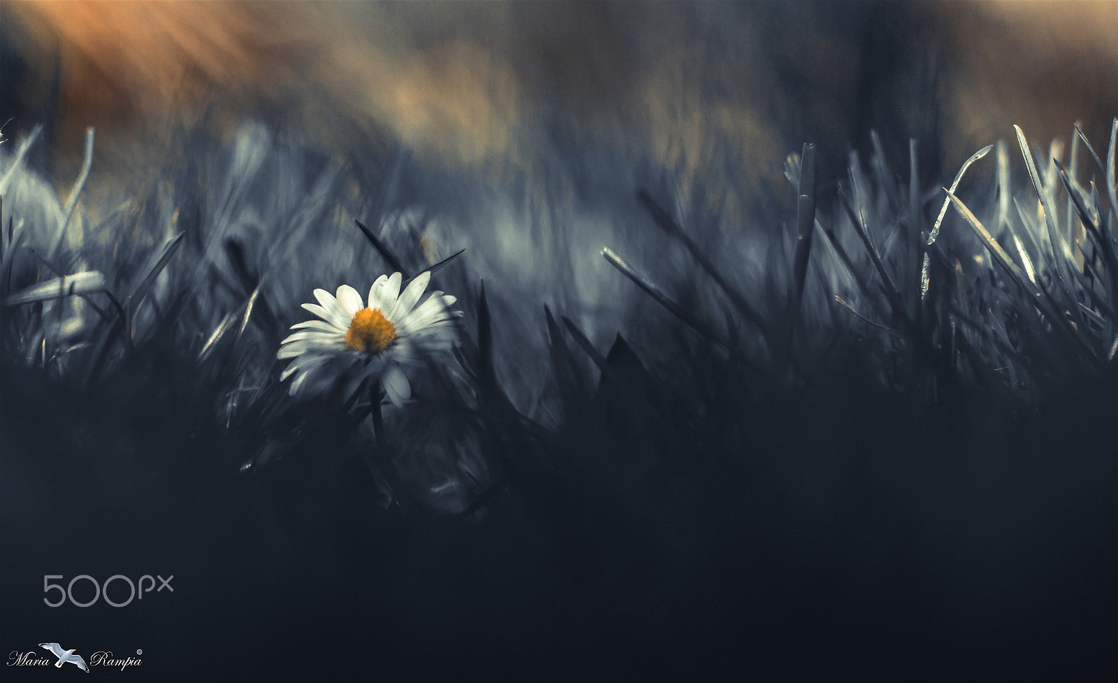 Canon EOS 70D + Canon EF 50mm F1.4 USM sample photo. Hiding... photography