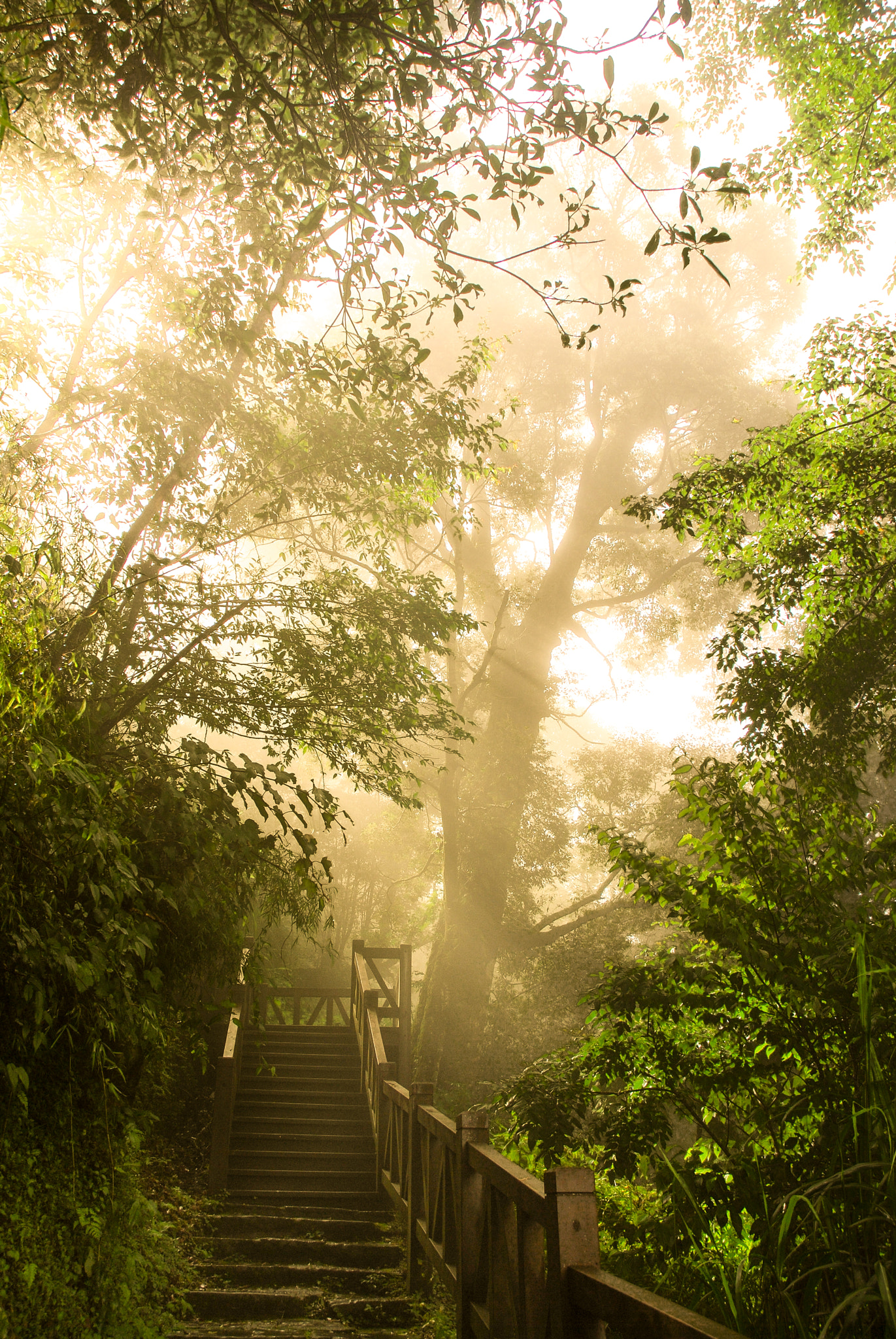 Nikon D40X sample photo. Alishan photography