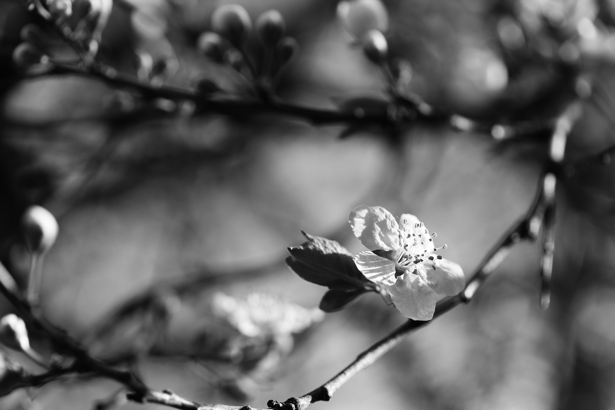 Canon EF-S 60mm F2.8 Macro USM sample photo. Разцъфнали в любов: Войдана. photography