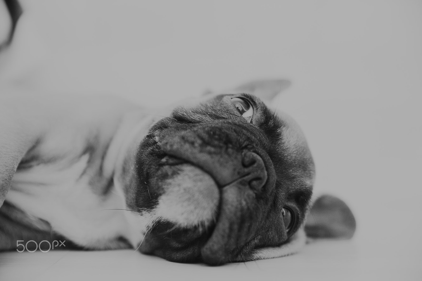 Canon EOS 6D + Sigma 24-70mm F2.8 EX DG Macro sample photo. Bulldogs photography