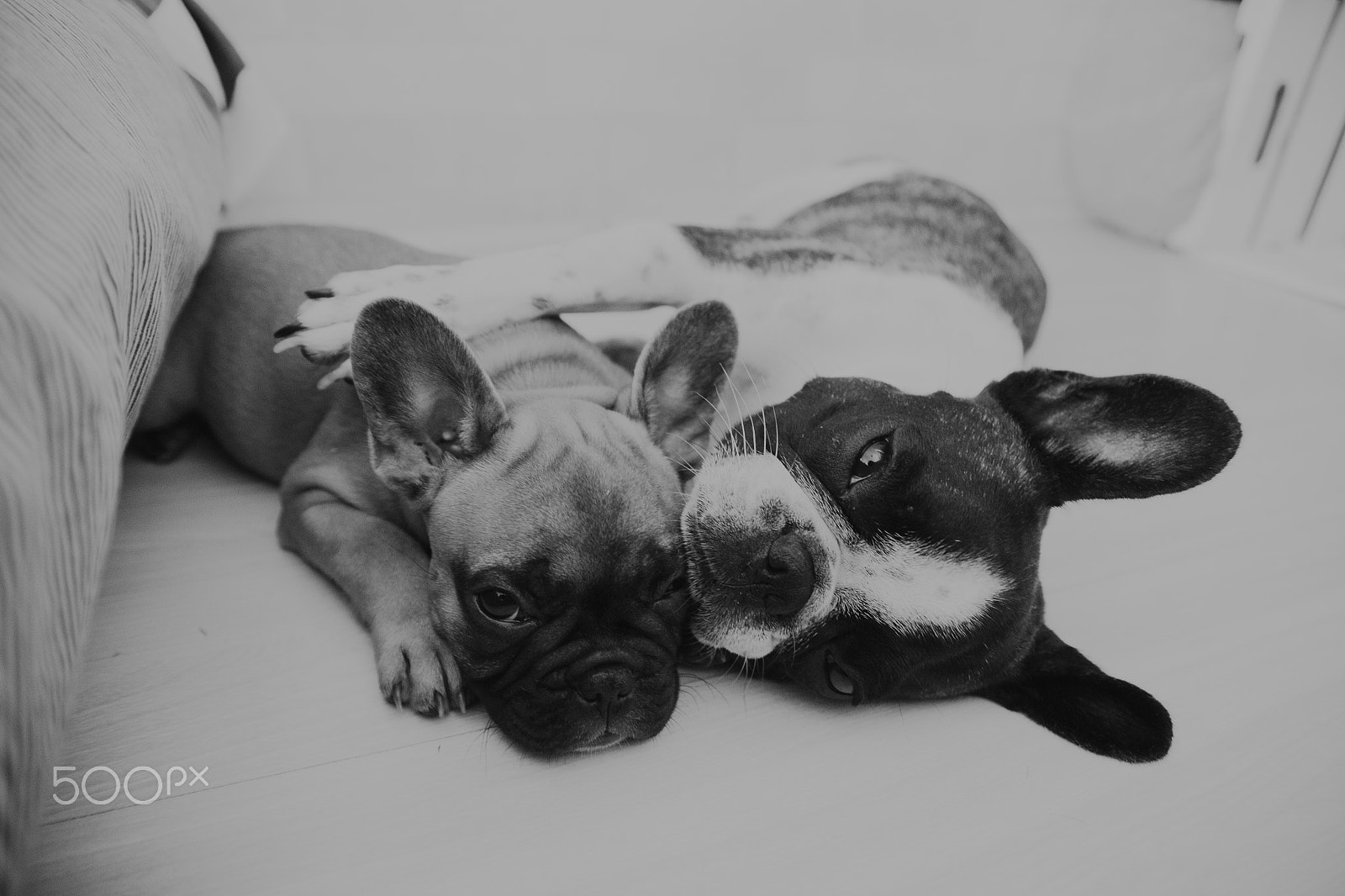 Canon EOS 6D + Sigma 24-70mm F2.8 EX DG Macro sample photo. Bulldogs photography