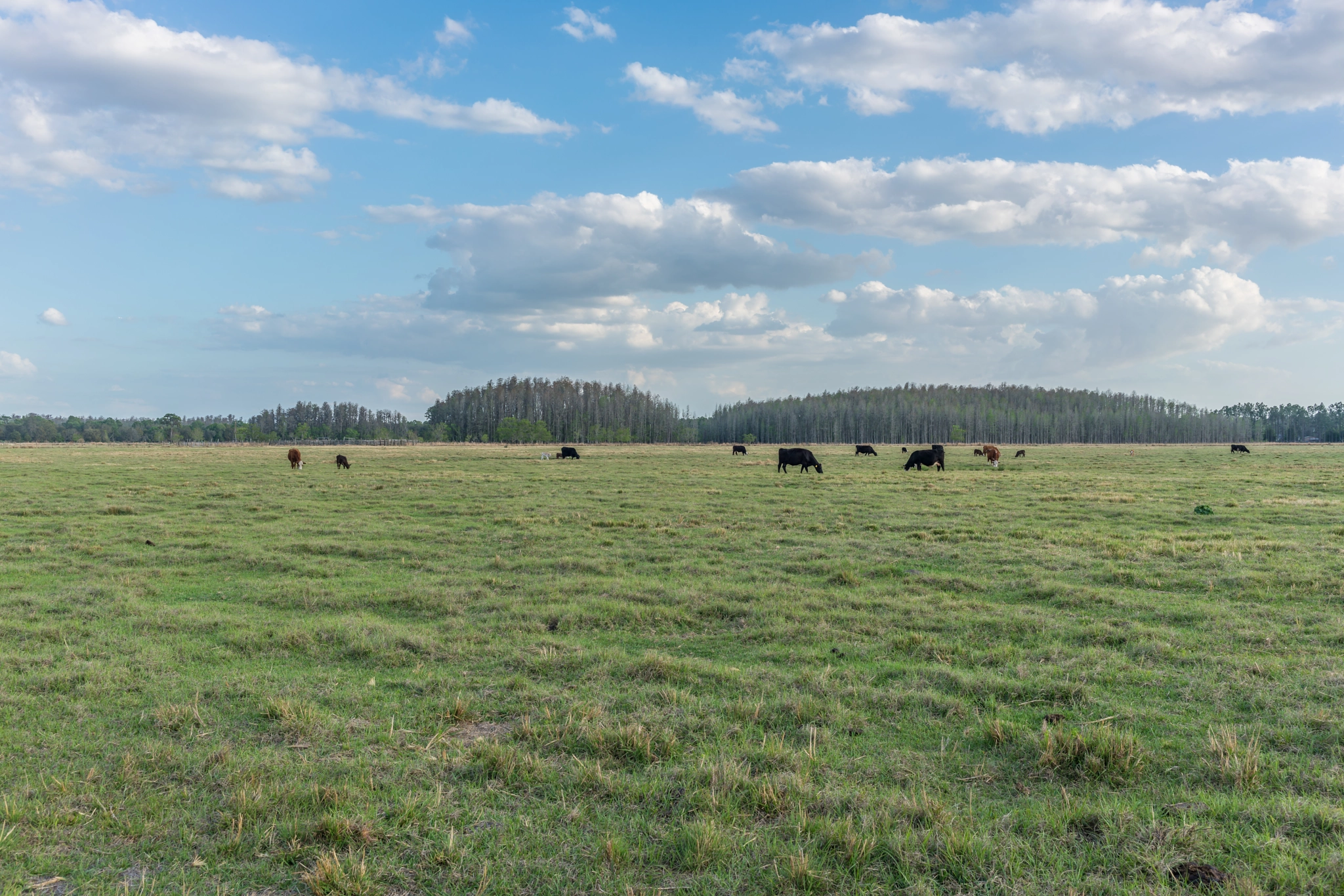 E 35mm F2 sample photo. Florida land photography