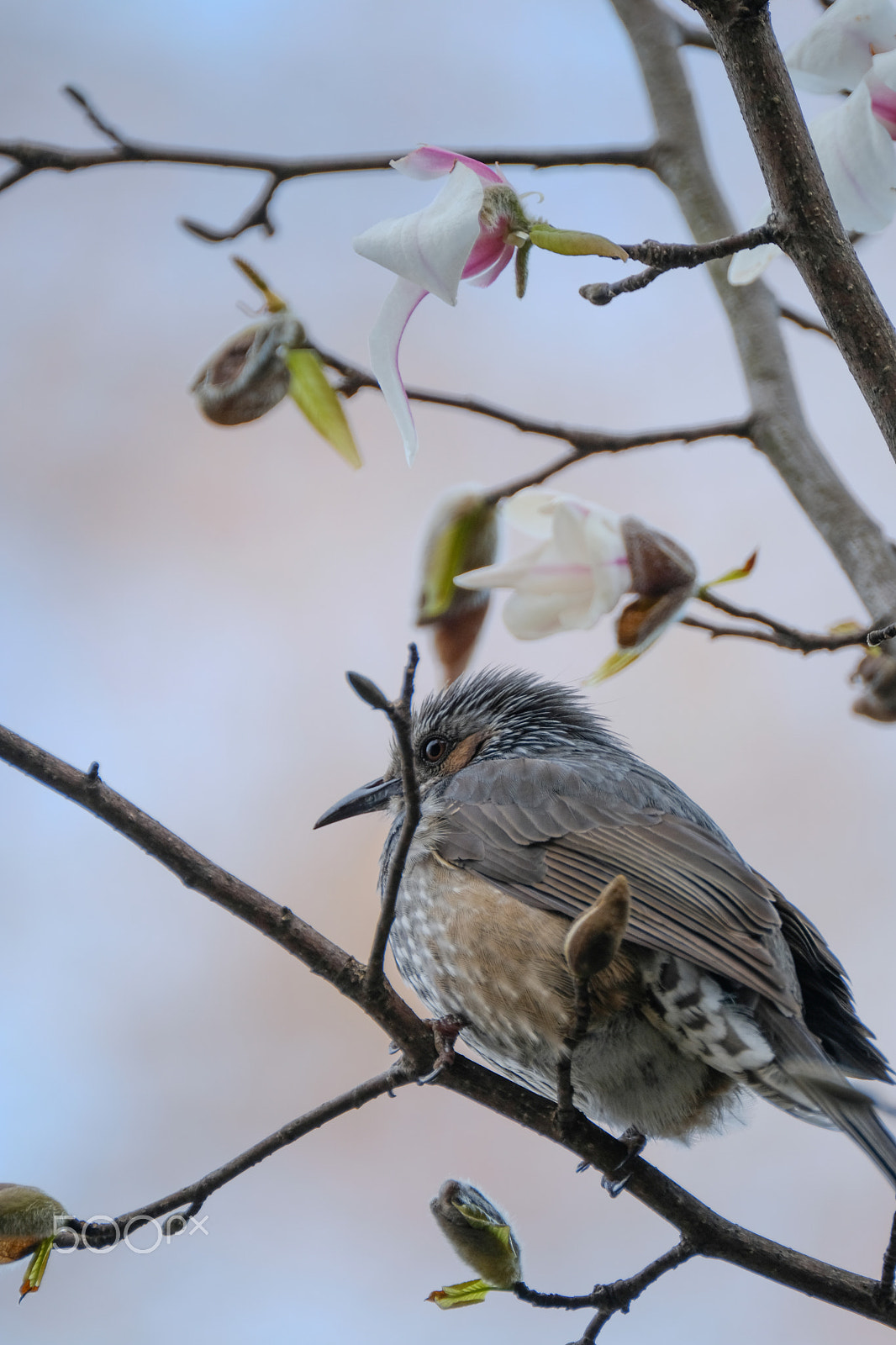 Fujifilm X-T2 + XF100-400mmF4.5-5.6 R LM OIS WR + 1.4x sample photo. Brown-eared bulbul on magnolia photography