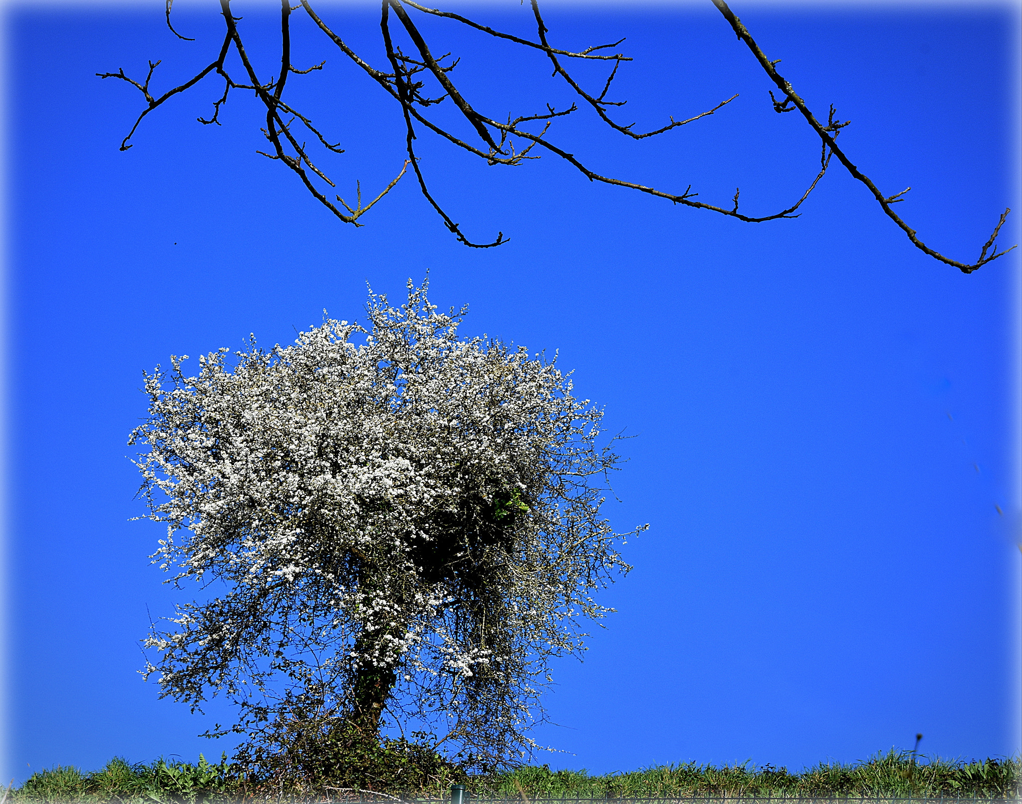 Nikon D7200 sample photo. "printemps blanche" photography