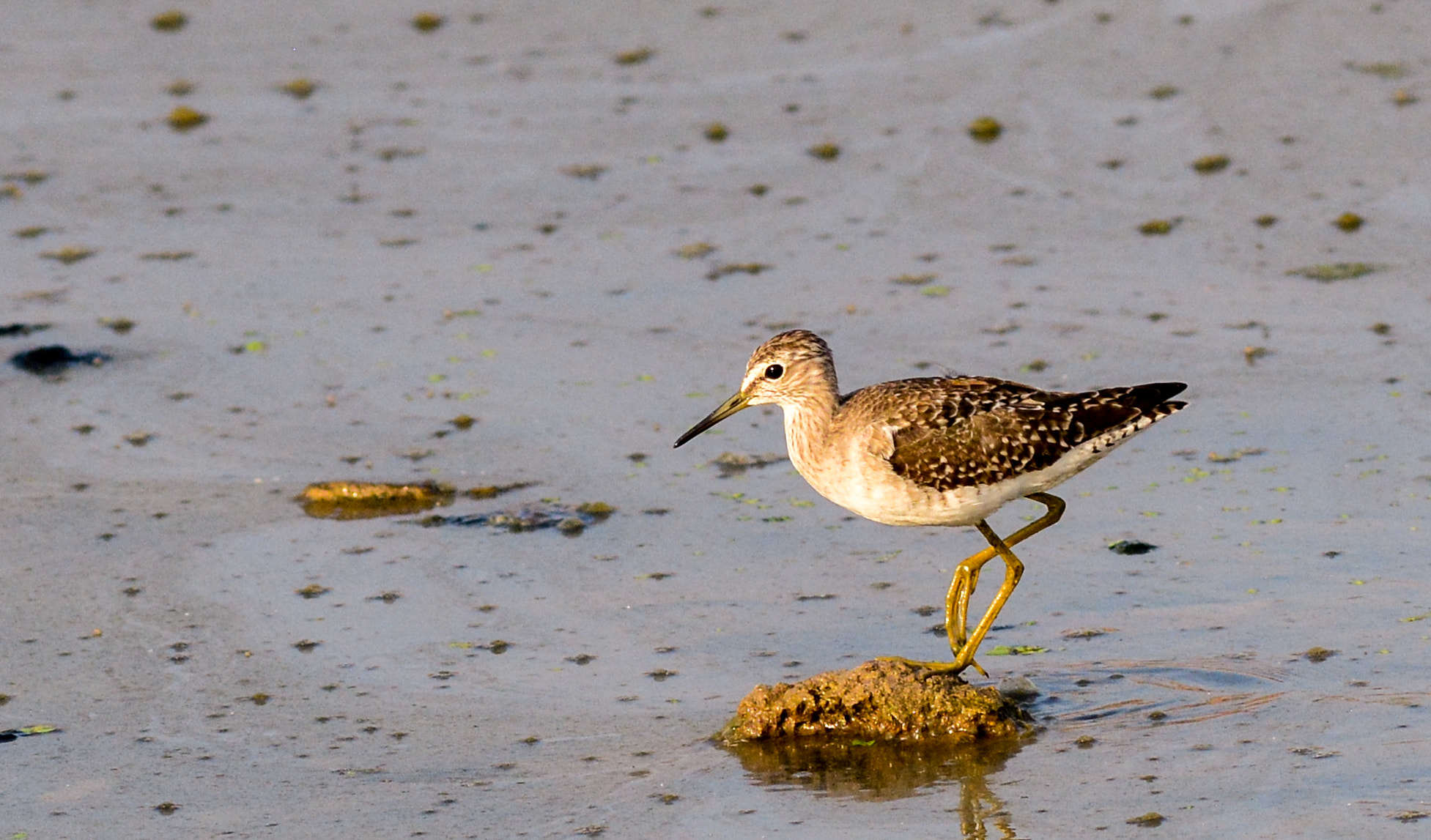 Nikon D7100 + Nikon AF-S Nikkor 300mm F2.8G ED VR II sample photo. Wood sandpiper photography