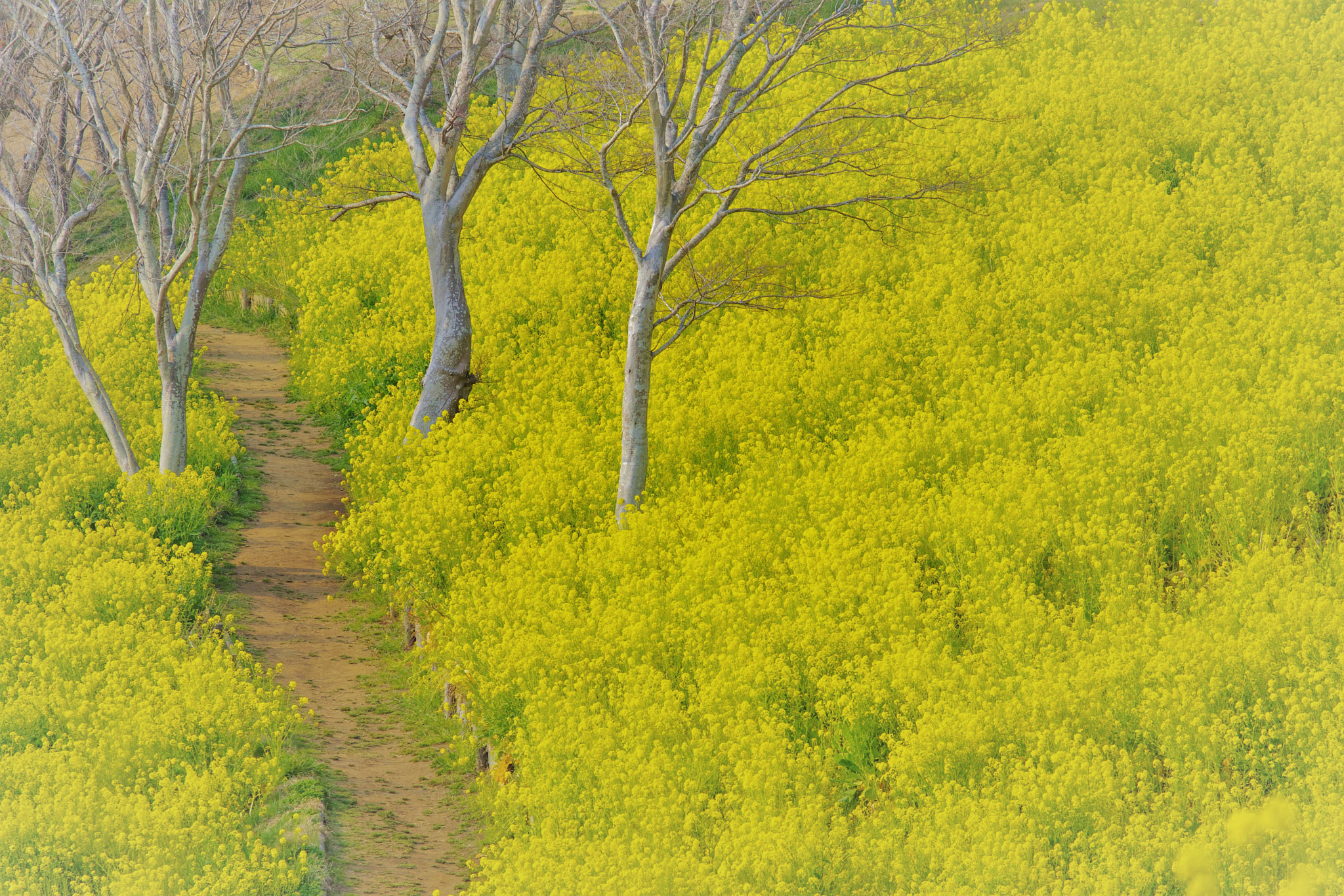 Pentax K-3 sample photo. Canola flower photography