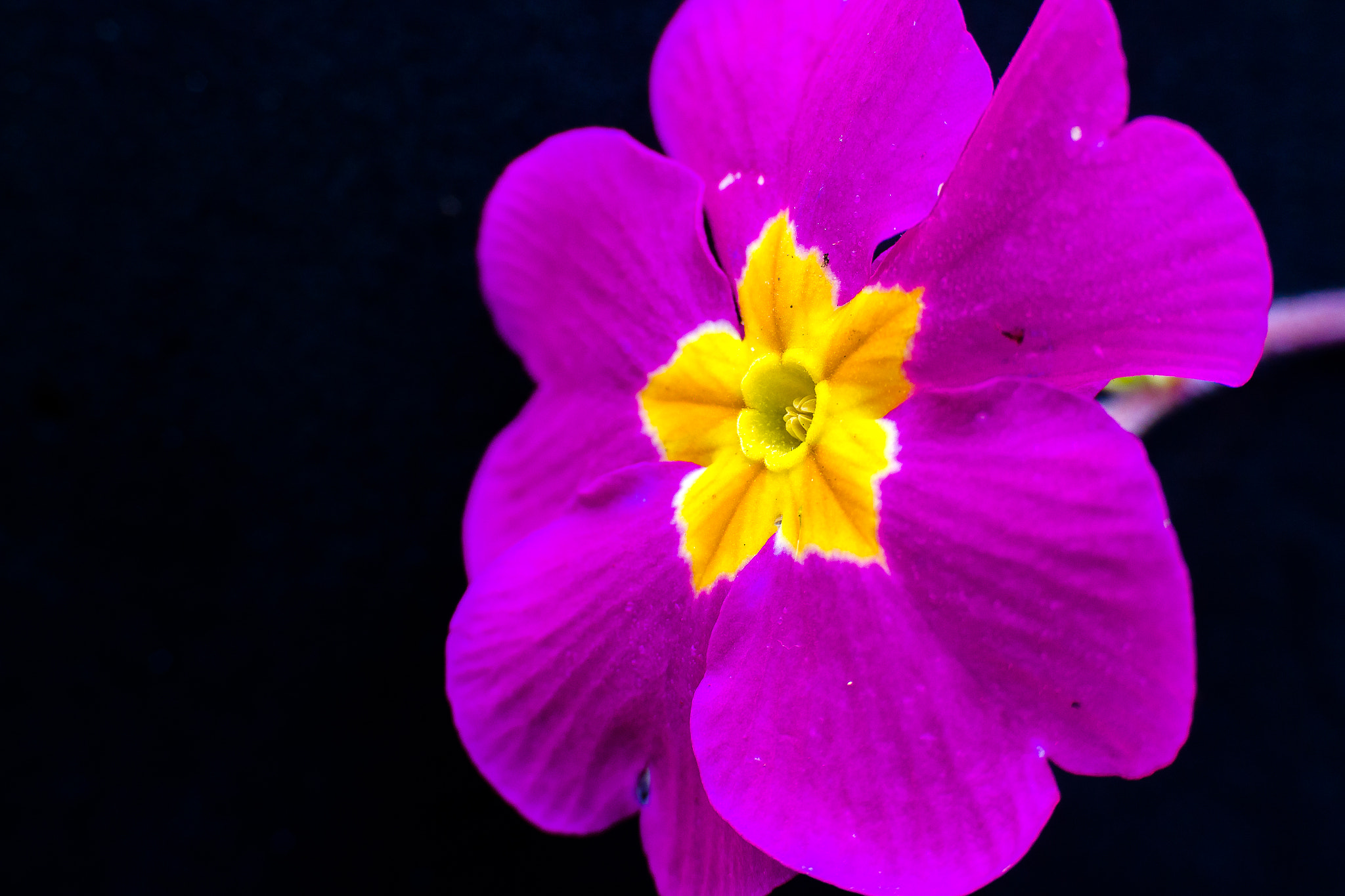 Canon EOS 700D (EOS Rebel T5i / EOS Kiss X7i) + Canon EF 35-80mm f/4-5.6 sample photo. Primrose flower photography