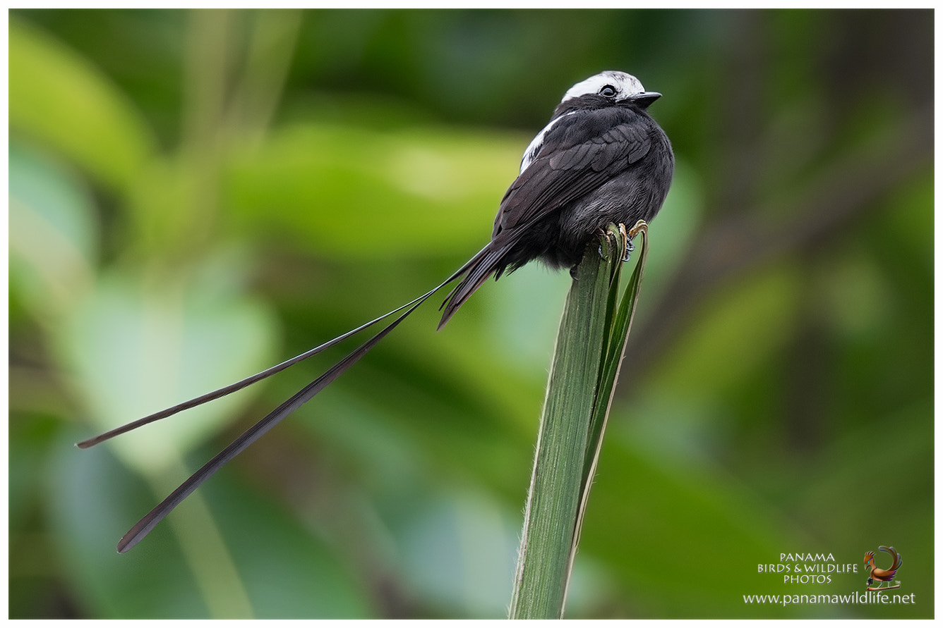 Canon EF 500mm F4L IS II USM sample photo. 32758324073.jpg photography