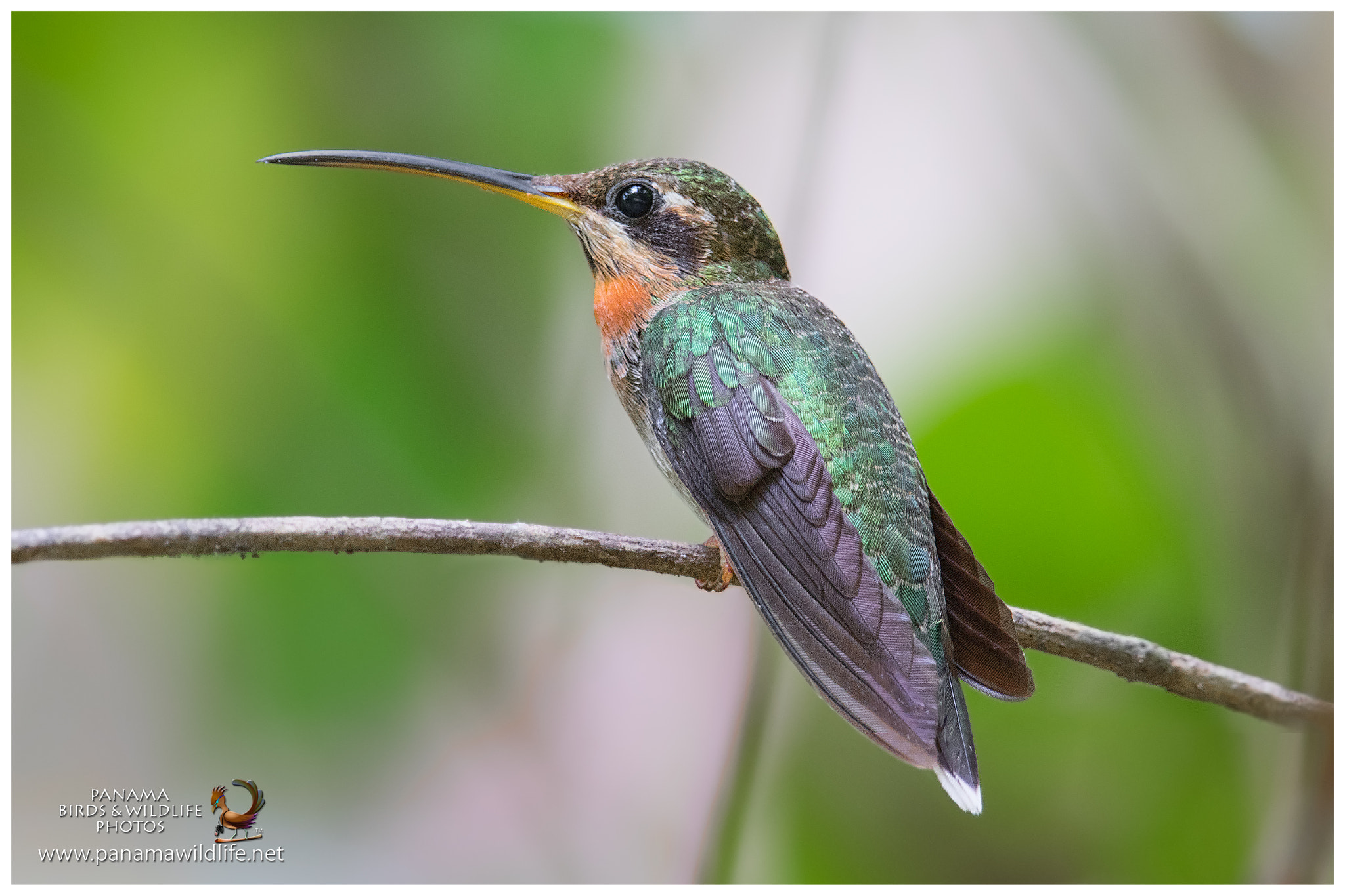 Canon EF 500mm F4L IS II USM sample photo. 32706828483.jpg photography