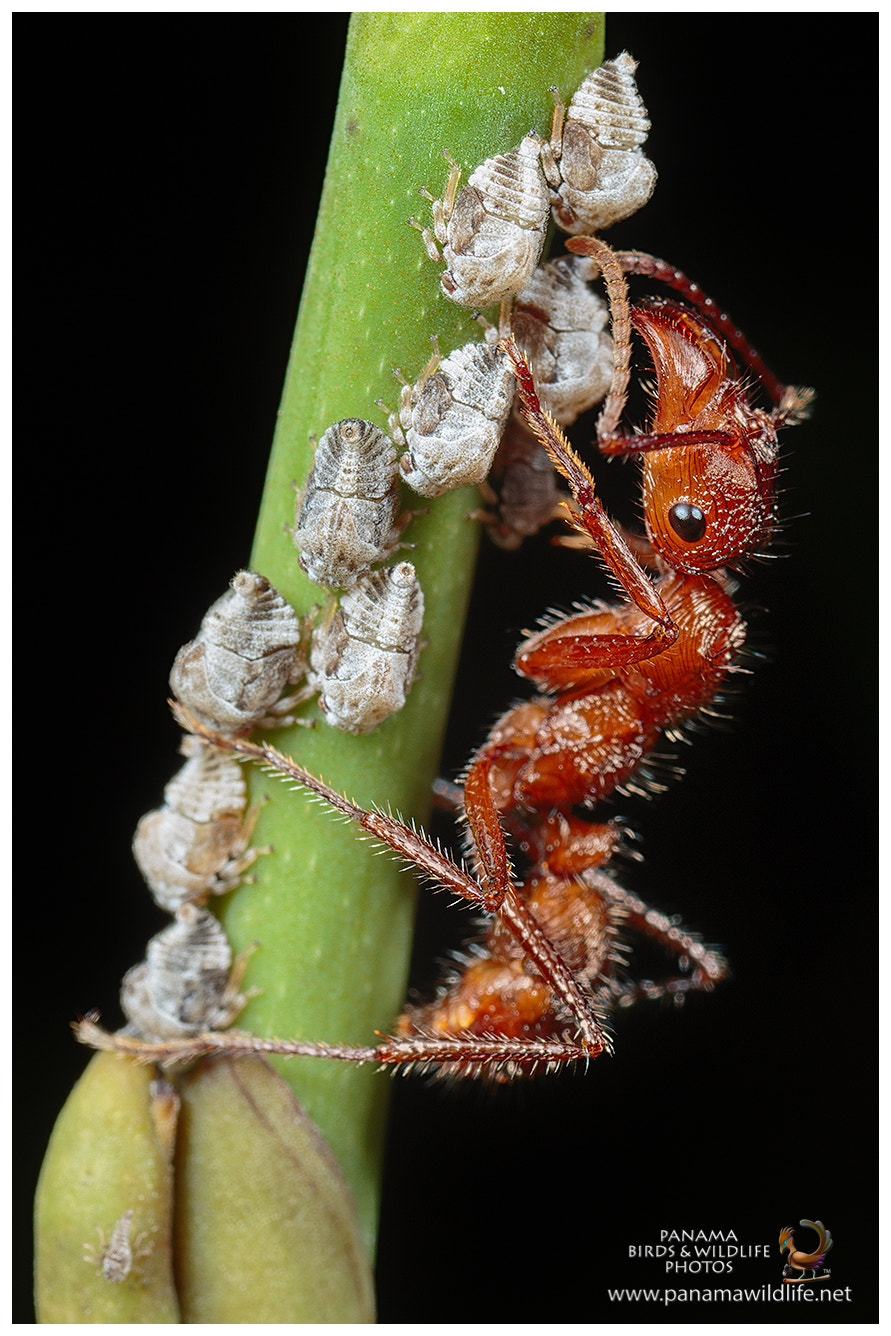Canon MP-E 65mm F2.5 1-5x Macro Photo sample photo. 33232107591.jpg photography