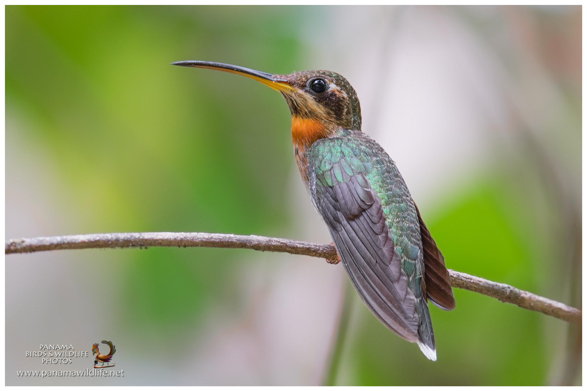 Canon EF 500mm F4L IS II USM sample photo. 33350213275.jpg photography