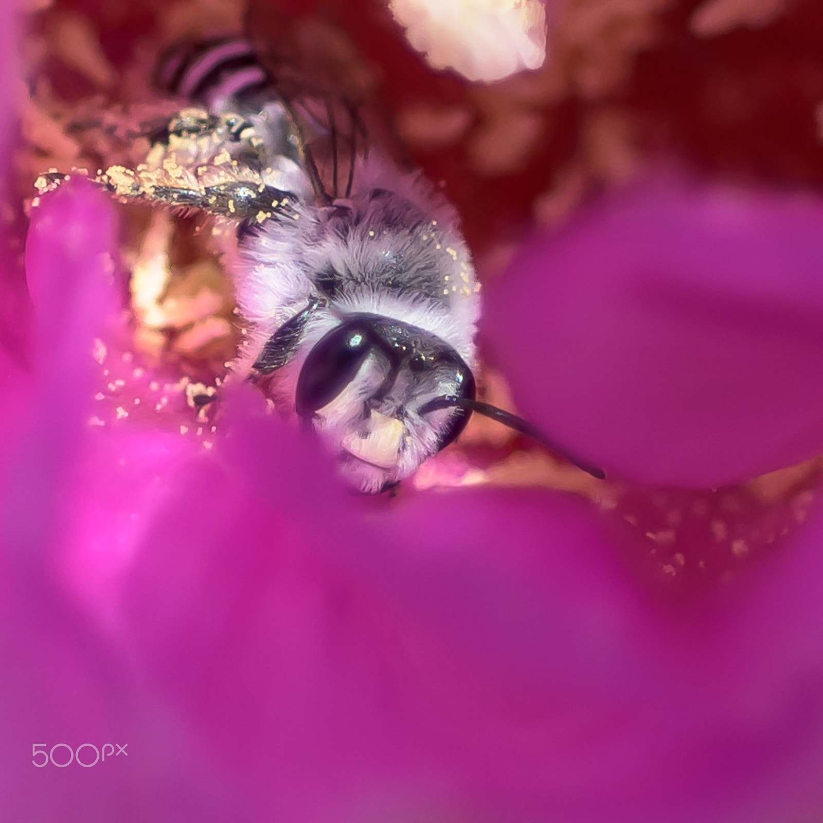 Nikon D810 + Nikon AF Micro-Nikkor 60mm F2.8D sample photo. White and black bee photography