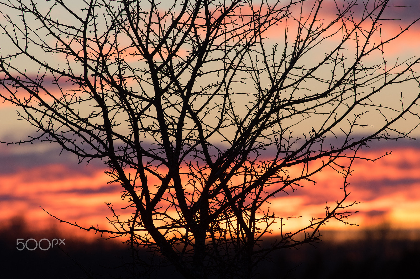 Pentax K-3 + Pentax smc DA* 300mm F4.0 ED (IF) SDM sample photo. Branches pattern photography