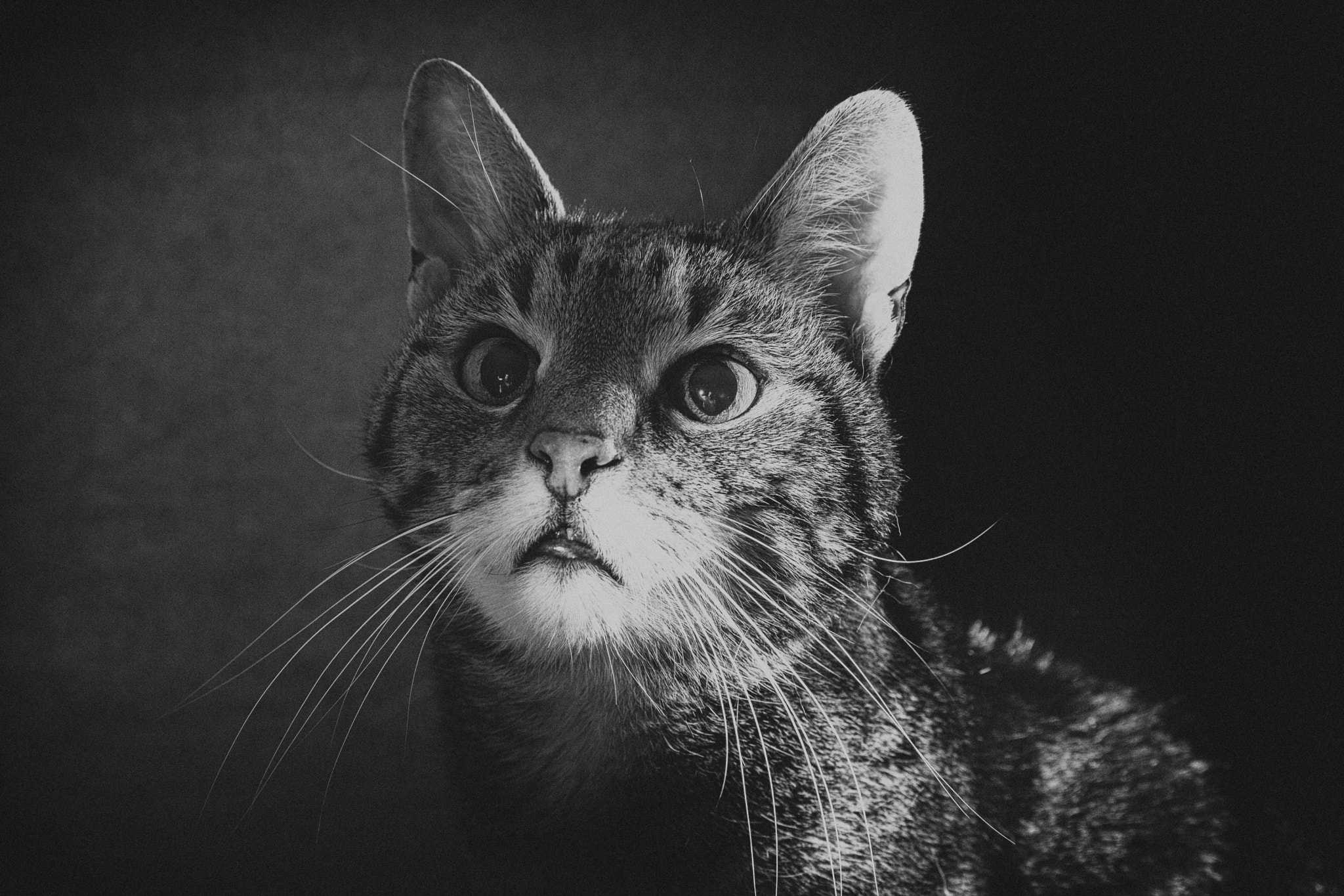 Canon EOS 700D (EOS Rebel T5i / EOS Kiss X7i) sample photo. Portrait of a cat: horus † photography