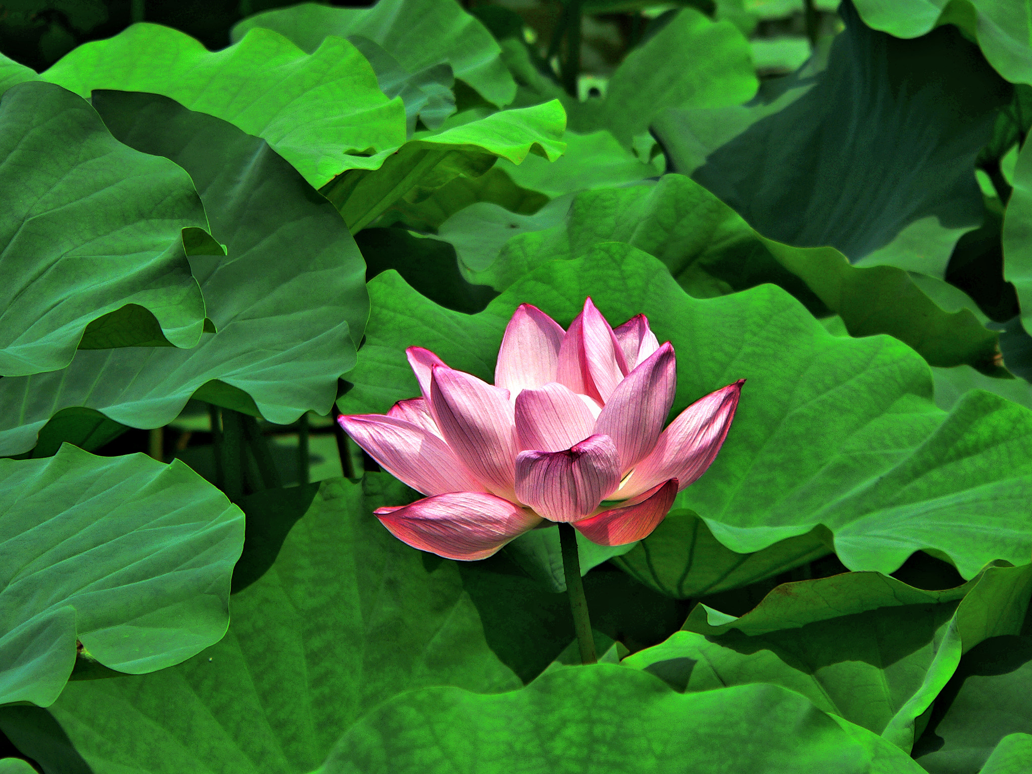 Panasonic DMC-FZ20 sample photo. Lotus flower photography