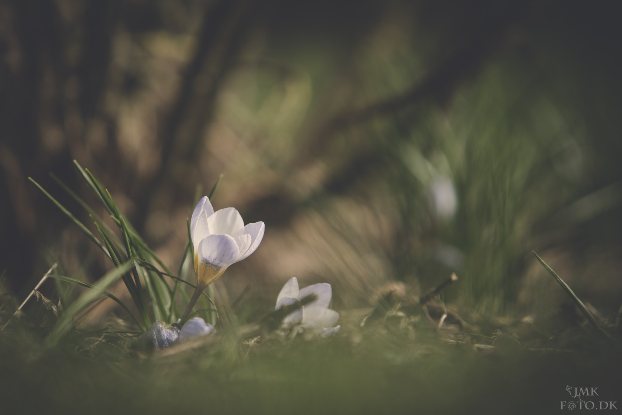 Sony a7R II + Canon EF 70-200mm F2.8L IS USM sample photo. Spring is here photography