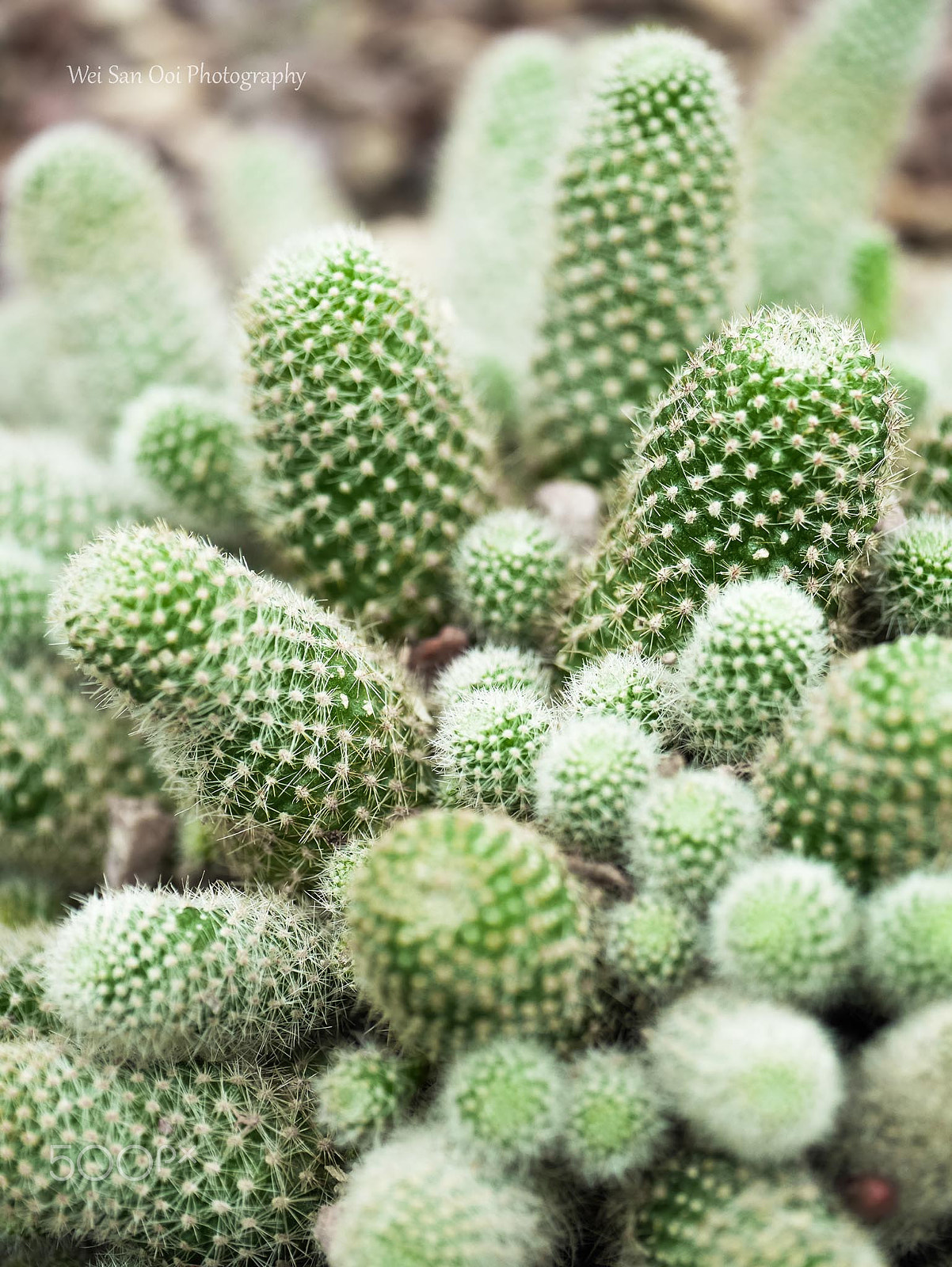 Panasonic Lumix DMC-GX7 sample photo. Cactus 08 photography