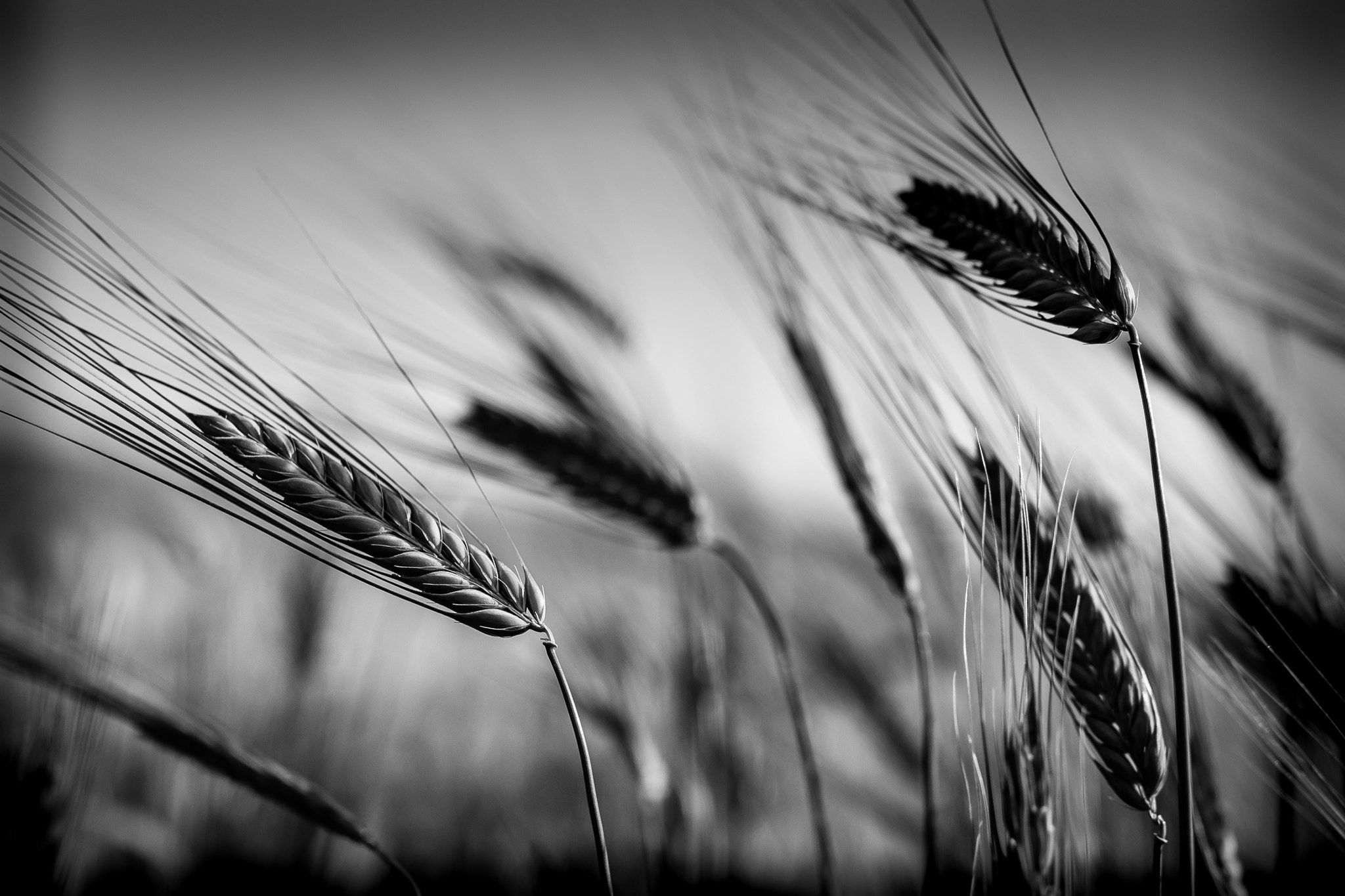 Canon EOS 6D sample photo. Wheat in the wind photography