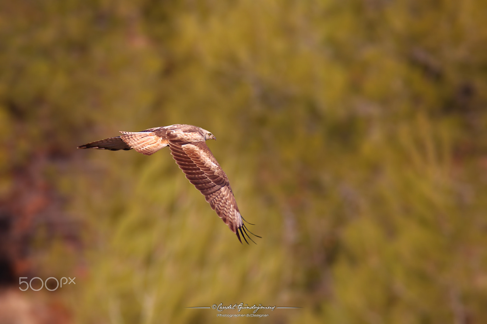 Tamron SP 150-600mm F5-6.3 Di VC USD sample photo. Red sahin photography