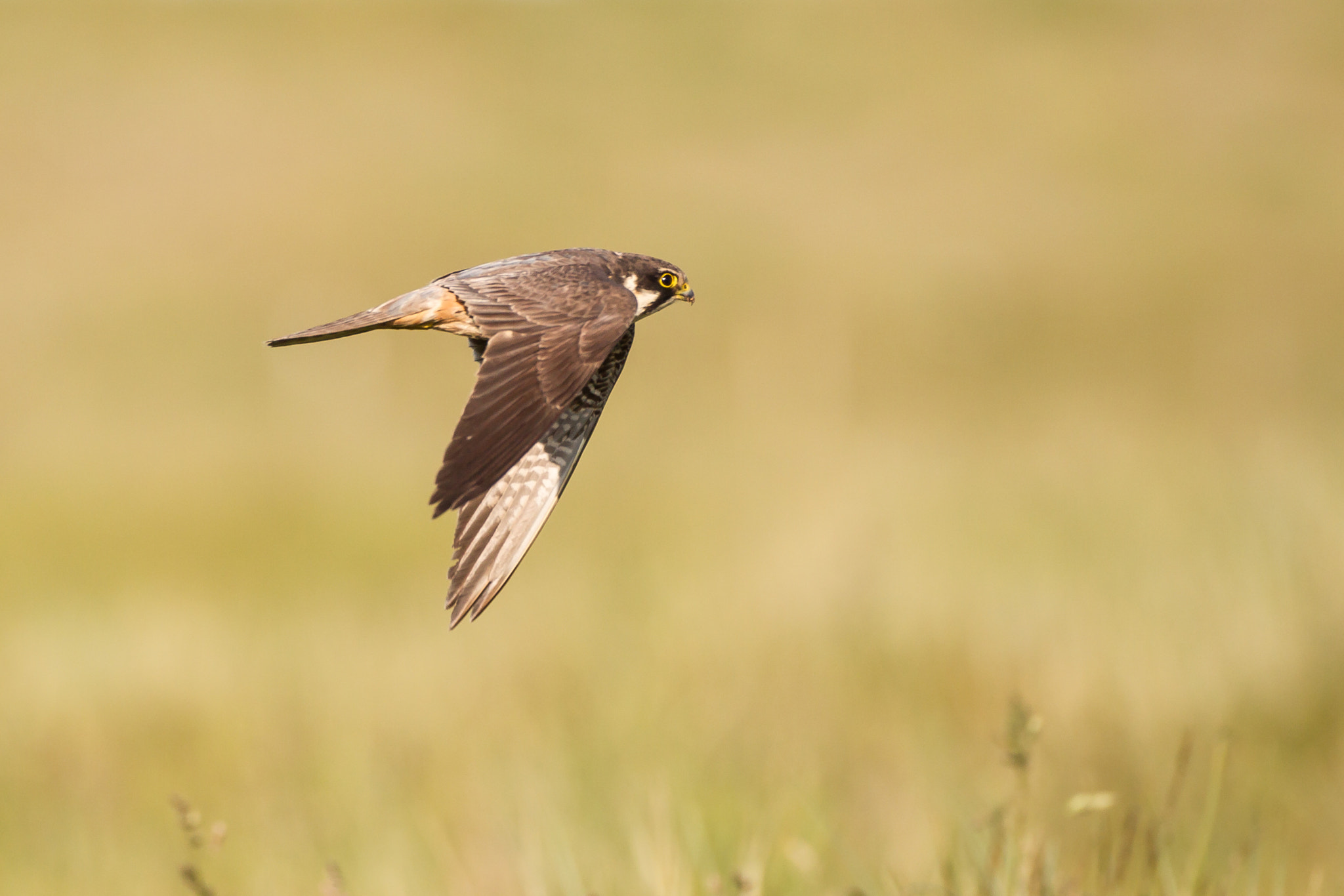 Canon EF 500mm F4L IS USM sample photo. Hobby flight photography