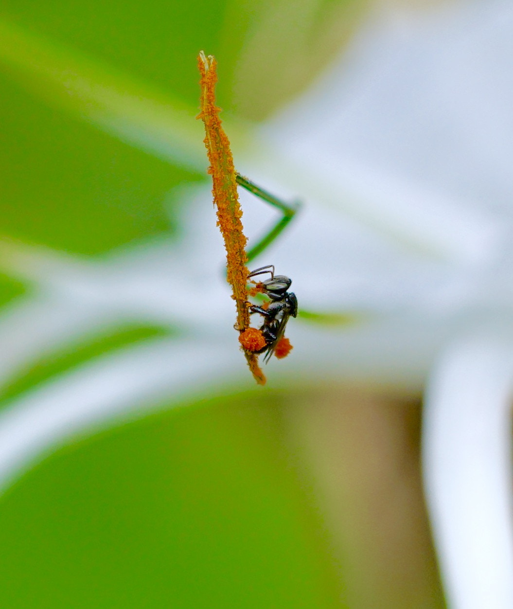 Sony a7R II + Sony FE 90mm F2.8 Macro G OSS sample photo. Little bee eating photography