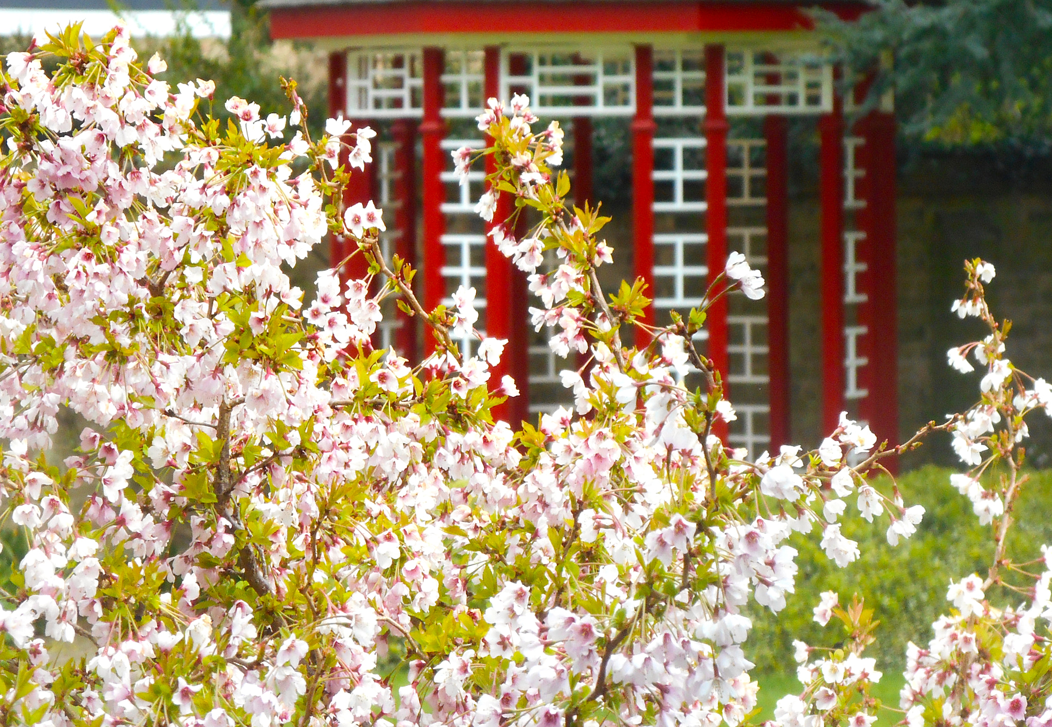 Nikon COOLPIX S3400 sample photo. Blossom in chinese garden photography