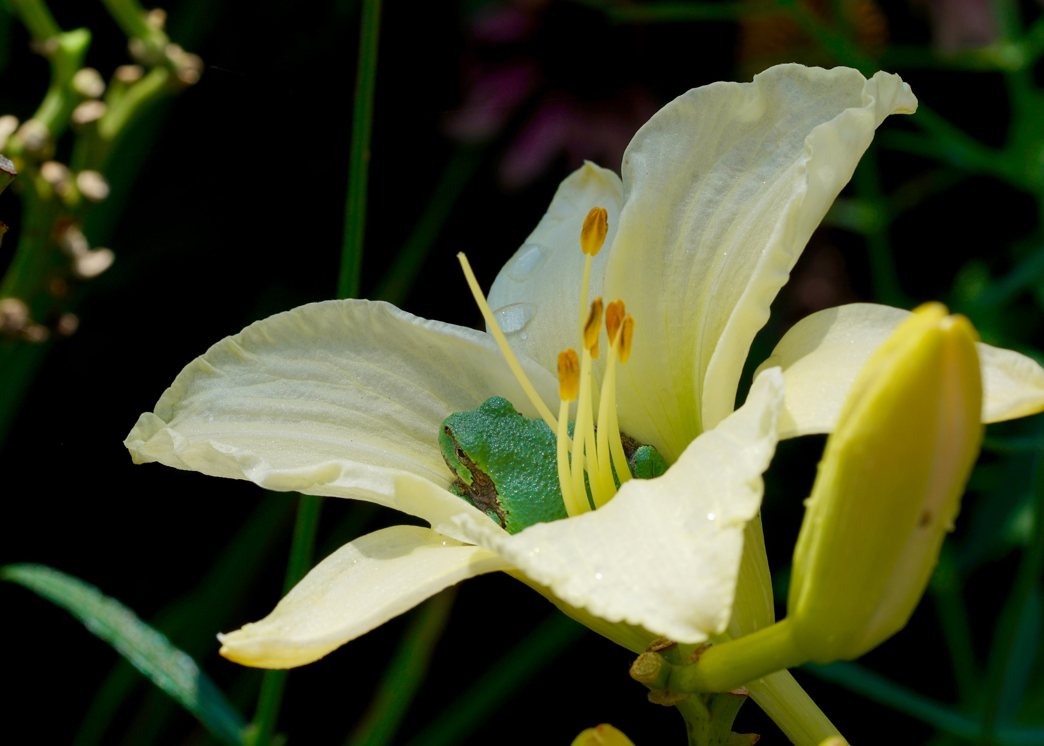 Sony FE 90mm F2.8 Macro G OSS sample photo. Snug as a bug in a rug photography