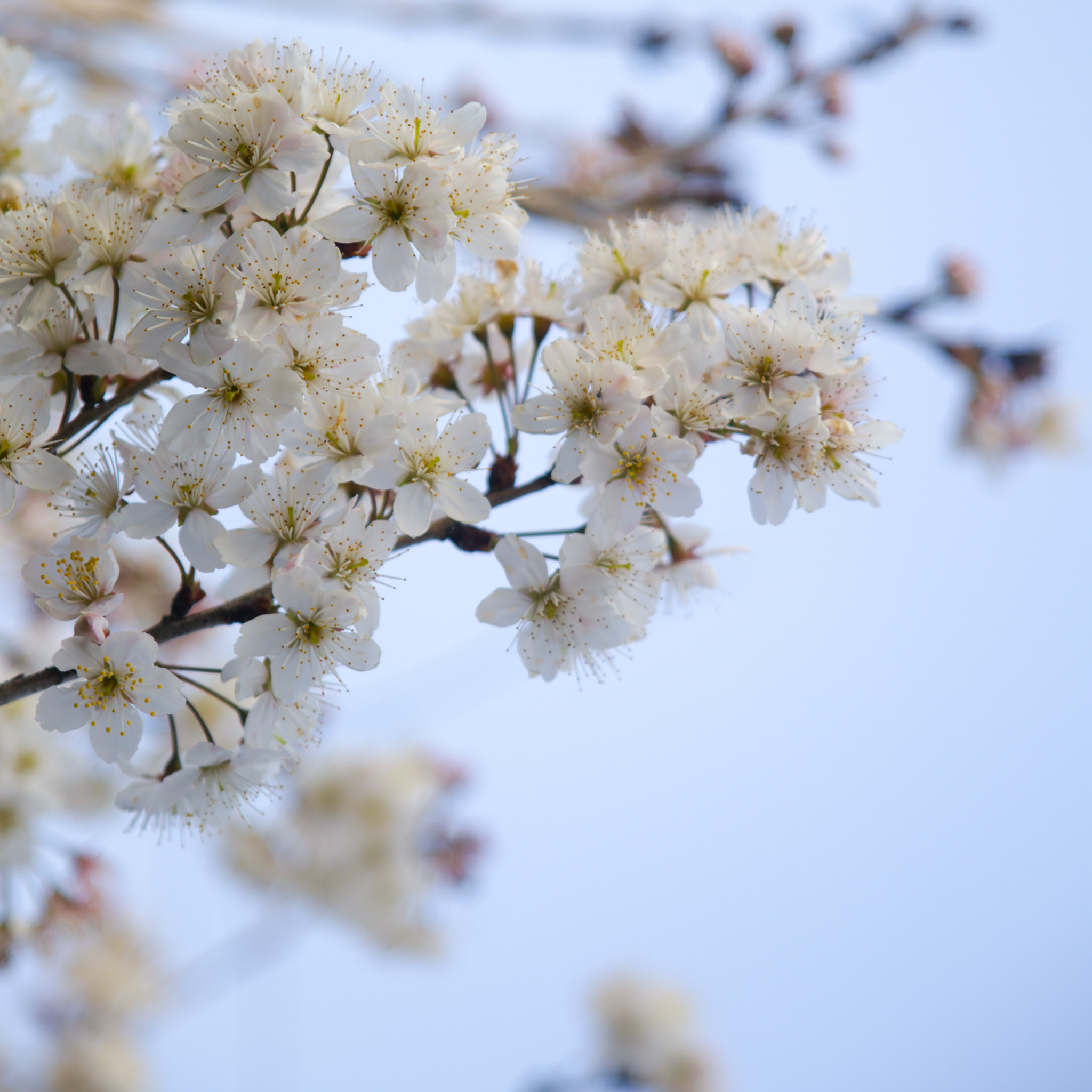 Canon EOS 6D + Canon EF 28-105mm f/3.5-4.5 USM sample photo. Spring sends you a few branches photography