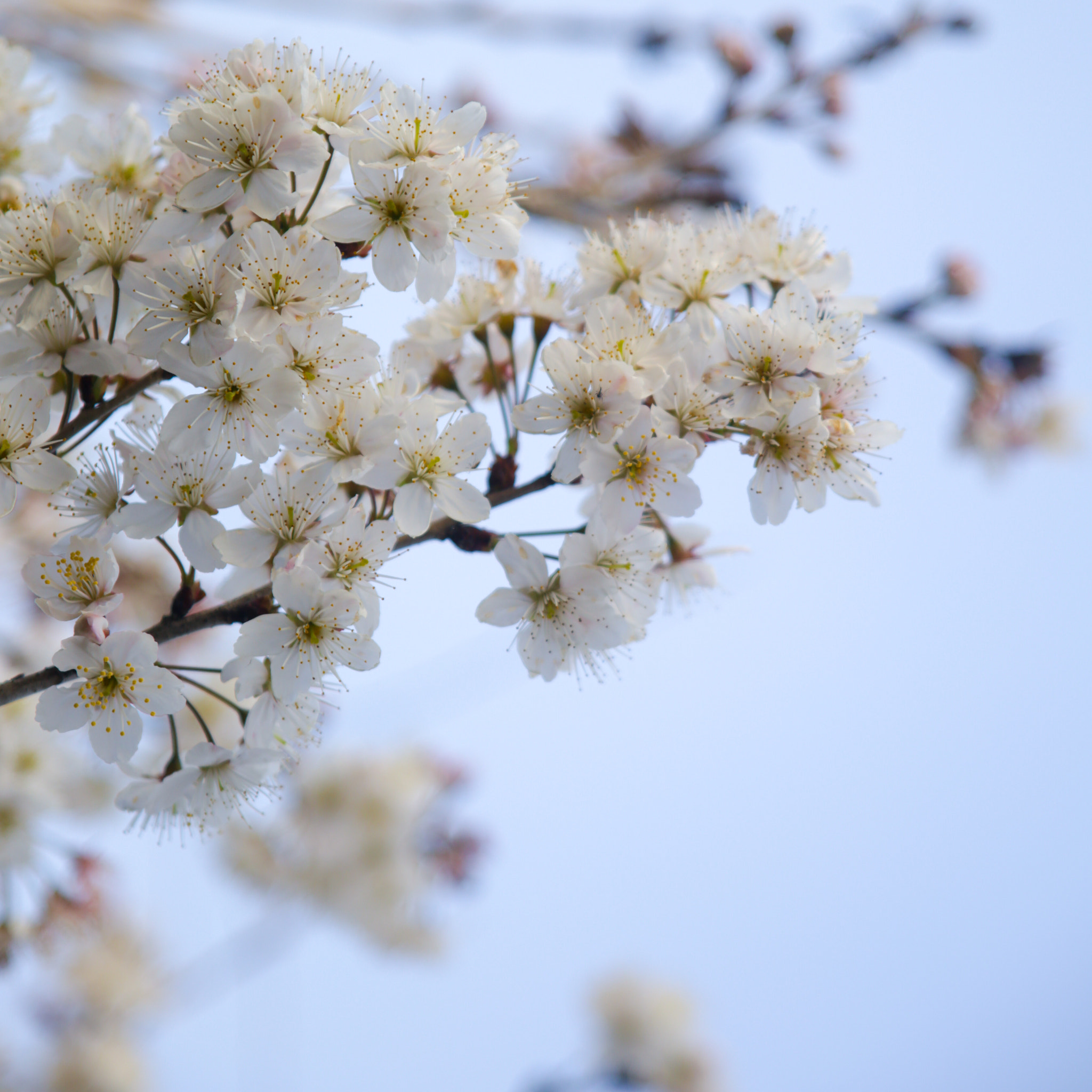 Canon EF 28-105mm f/3.5-4.5 USM sample photo. Spring sends you a few branches photography