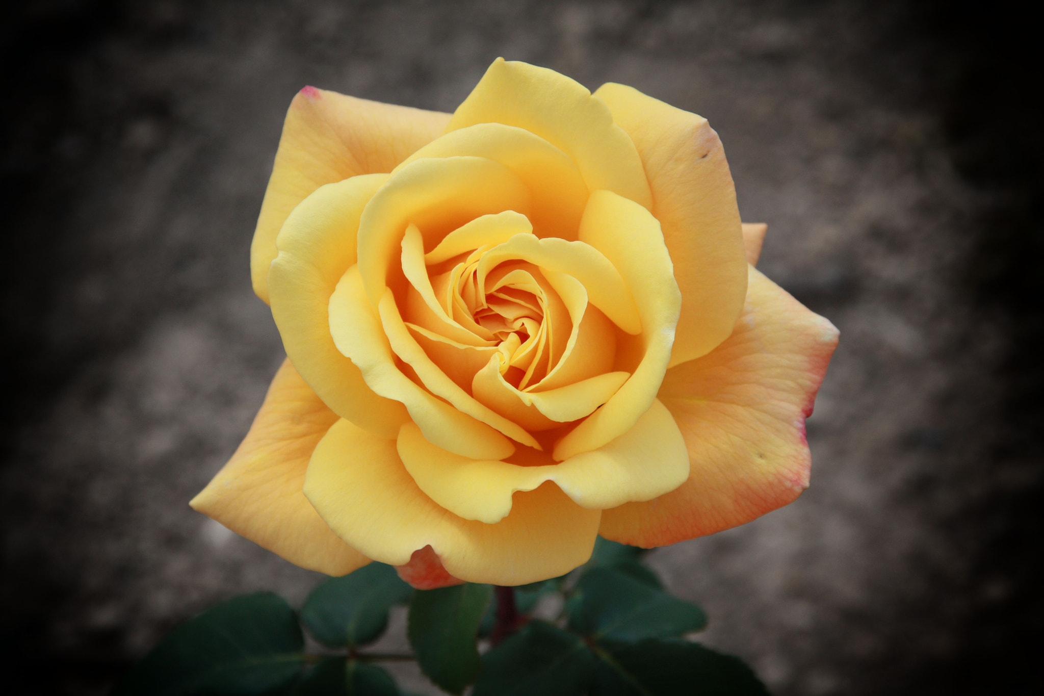 Canon EOS 450D (EOS Rebel XSi / EOS Kiss X2) sample photo. Yellow rose photography