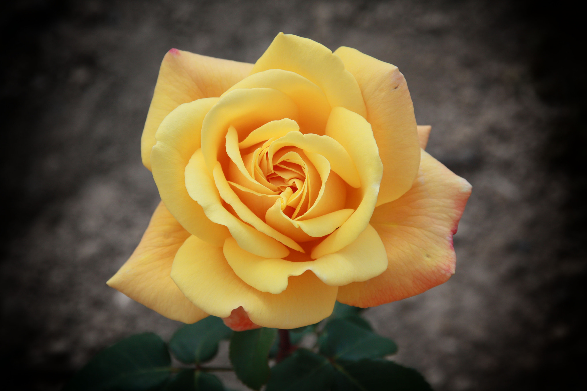 Sigma 18-200mm f/3.5-6.3 DC OS sample photo. Yellow rose photography