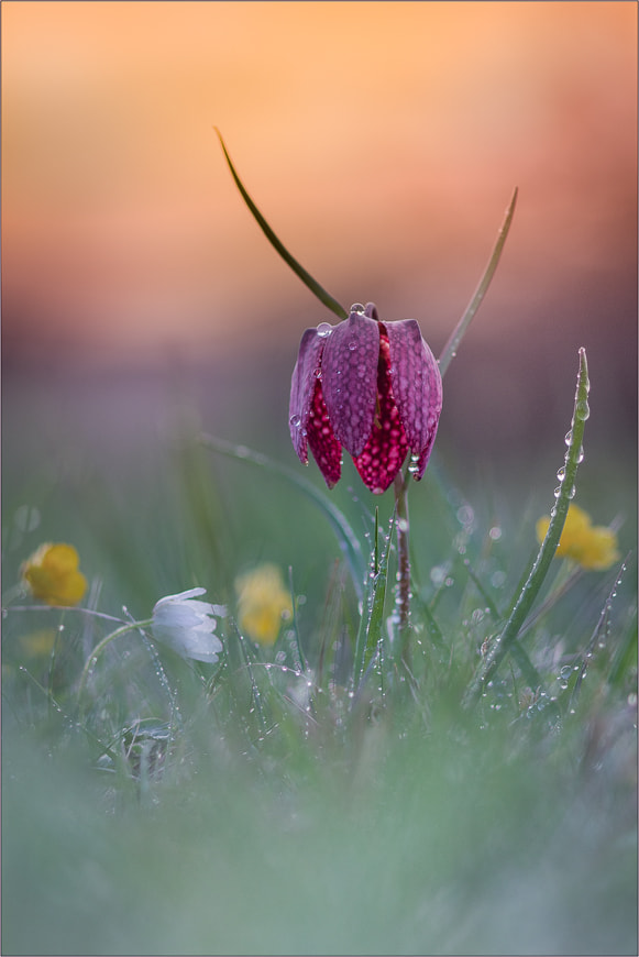 Sigma sample photo. Schachbrettblume photography