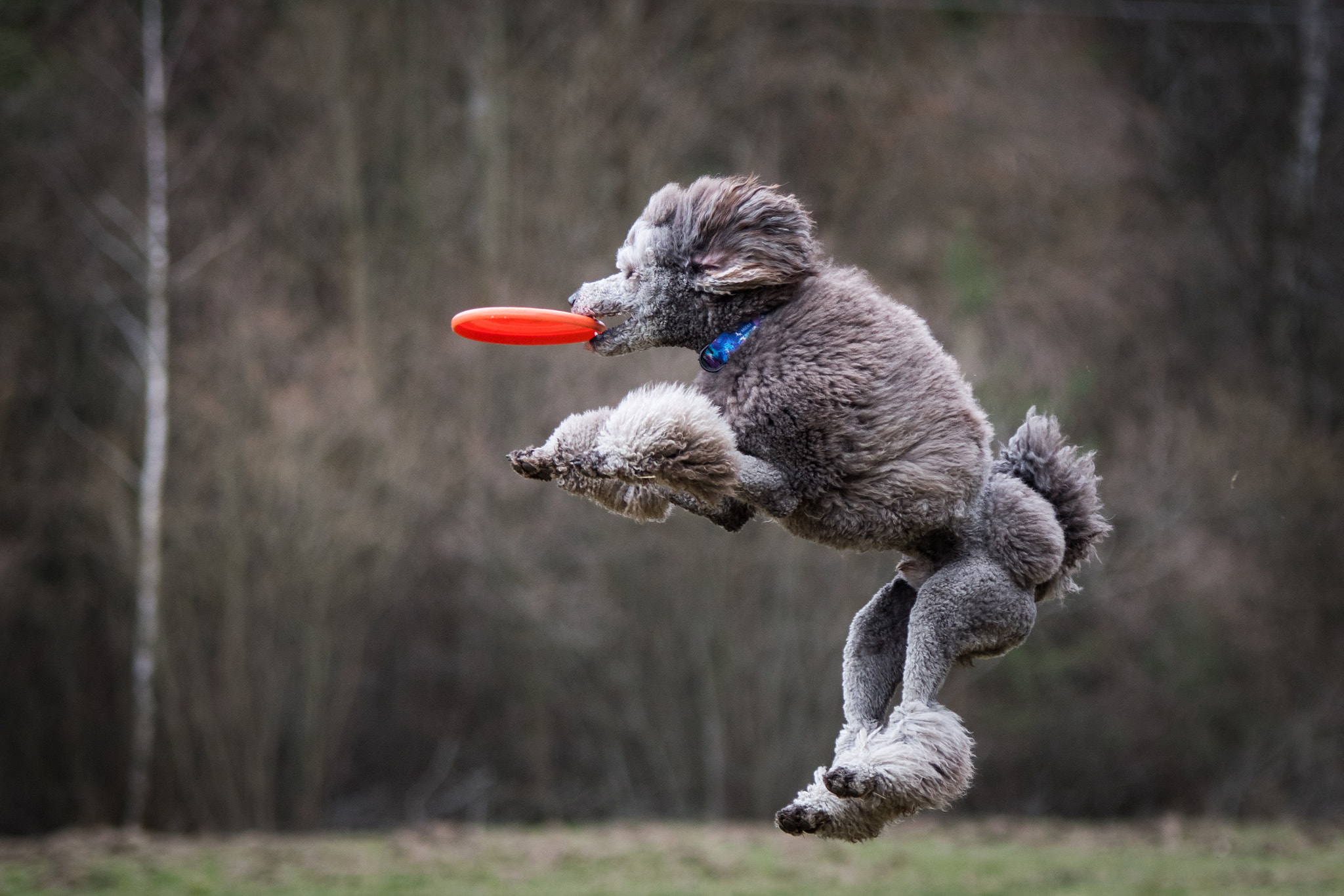 Nikon D5500 sample photo. Flying poodle photography