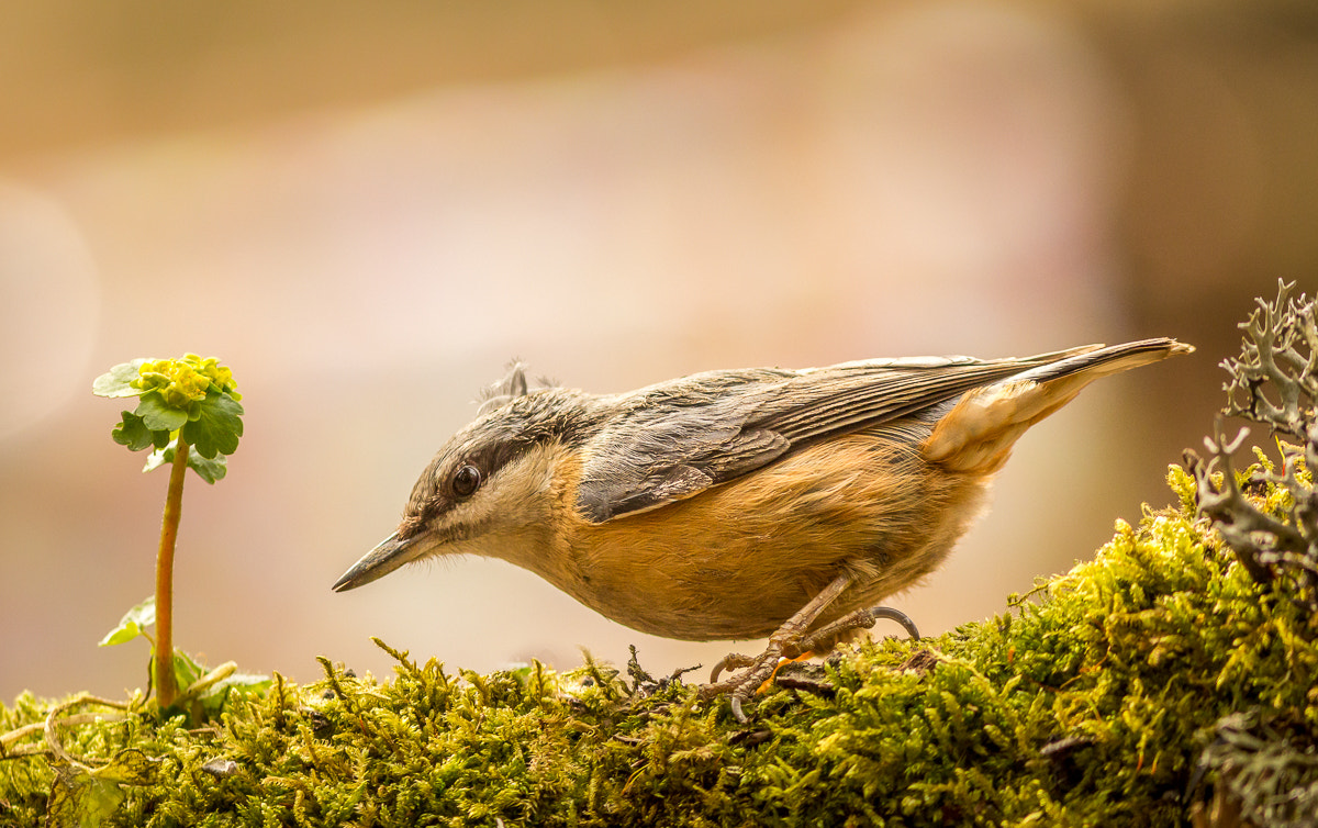 Canon EOS 60D + Canon EF 300mm F4L IS USM sample photo. Little gardener photography