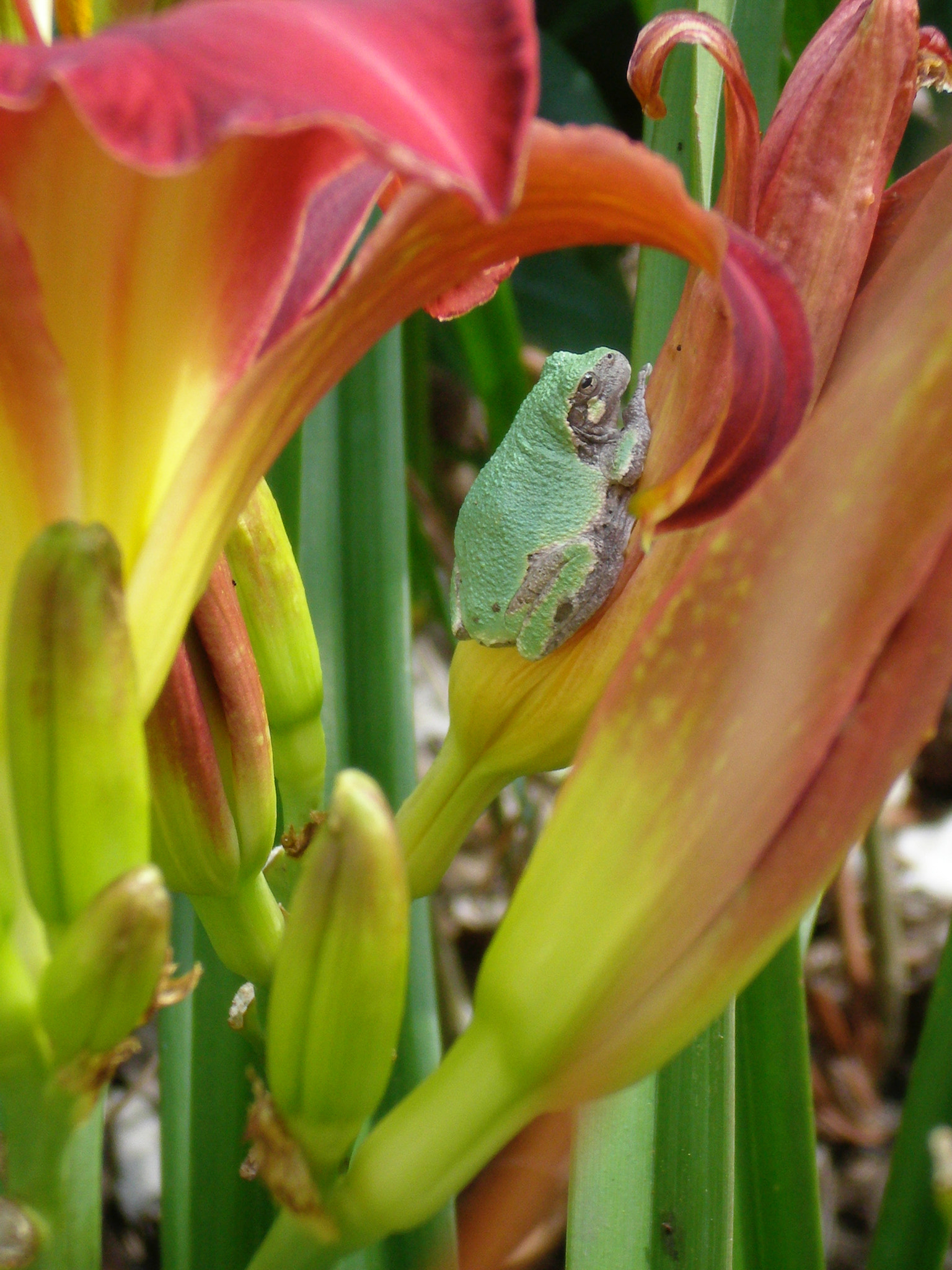 Olympus FE230/X790 sample photo. Tree frog in the day lilies photography