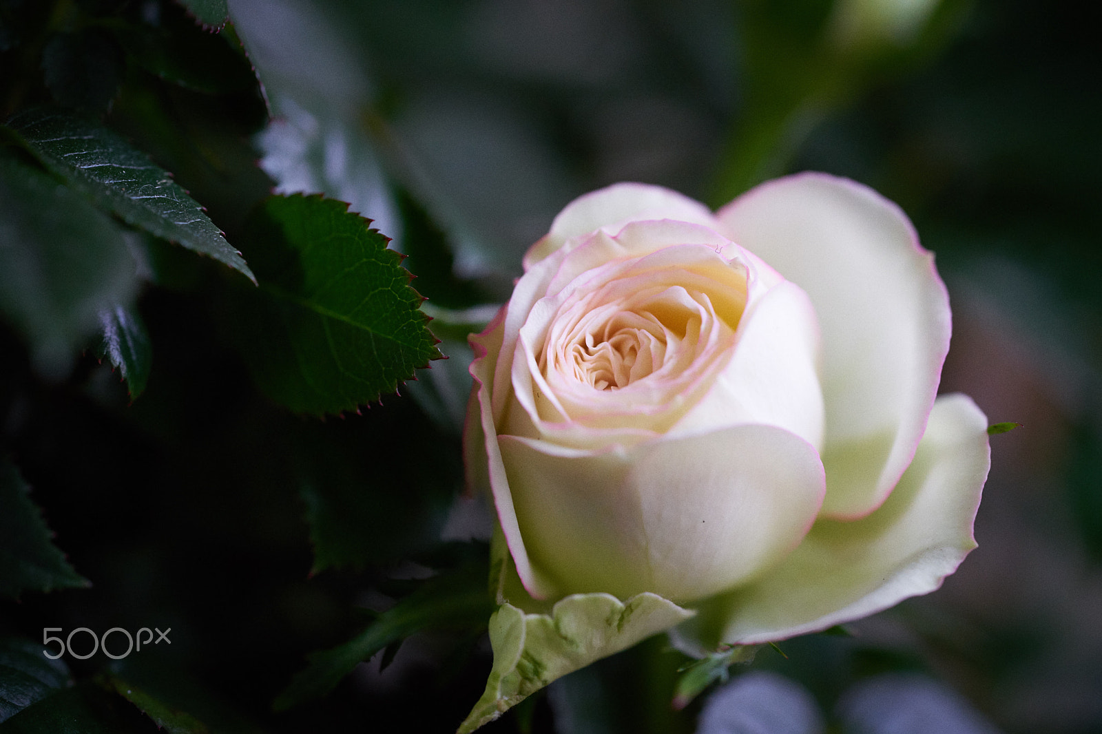 Sony a7 II + Sony FE 90mm F2.8 Macro G OSS sample photo. Rose photography