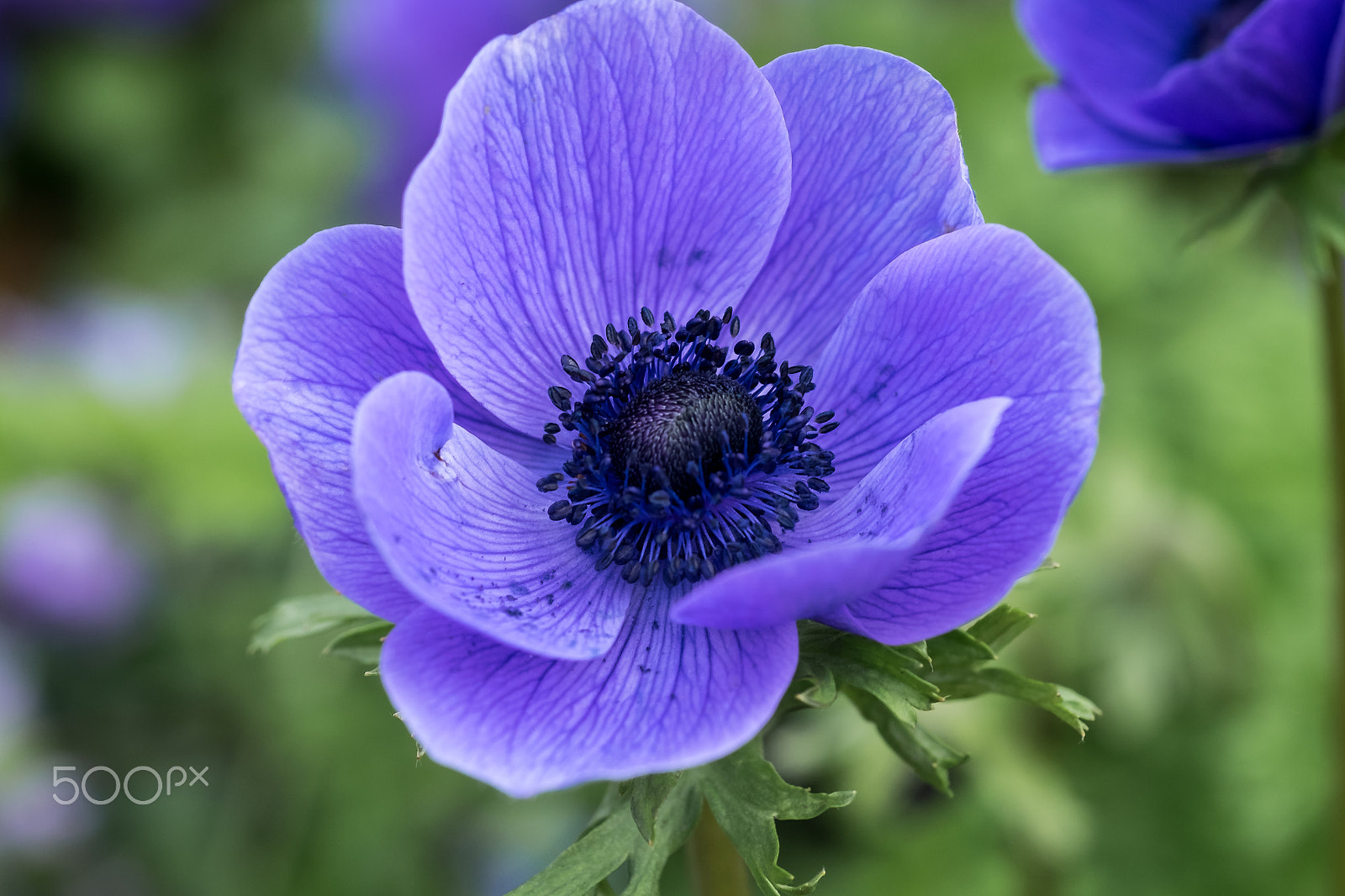 Fujifilm X-T1 + Fujifilm XF 60mm F2.4 R Macro sample photo. It's spring 2 photography