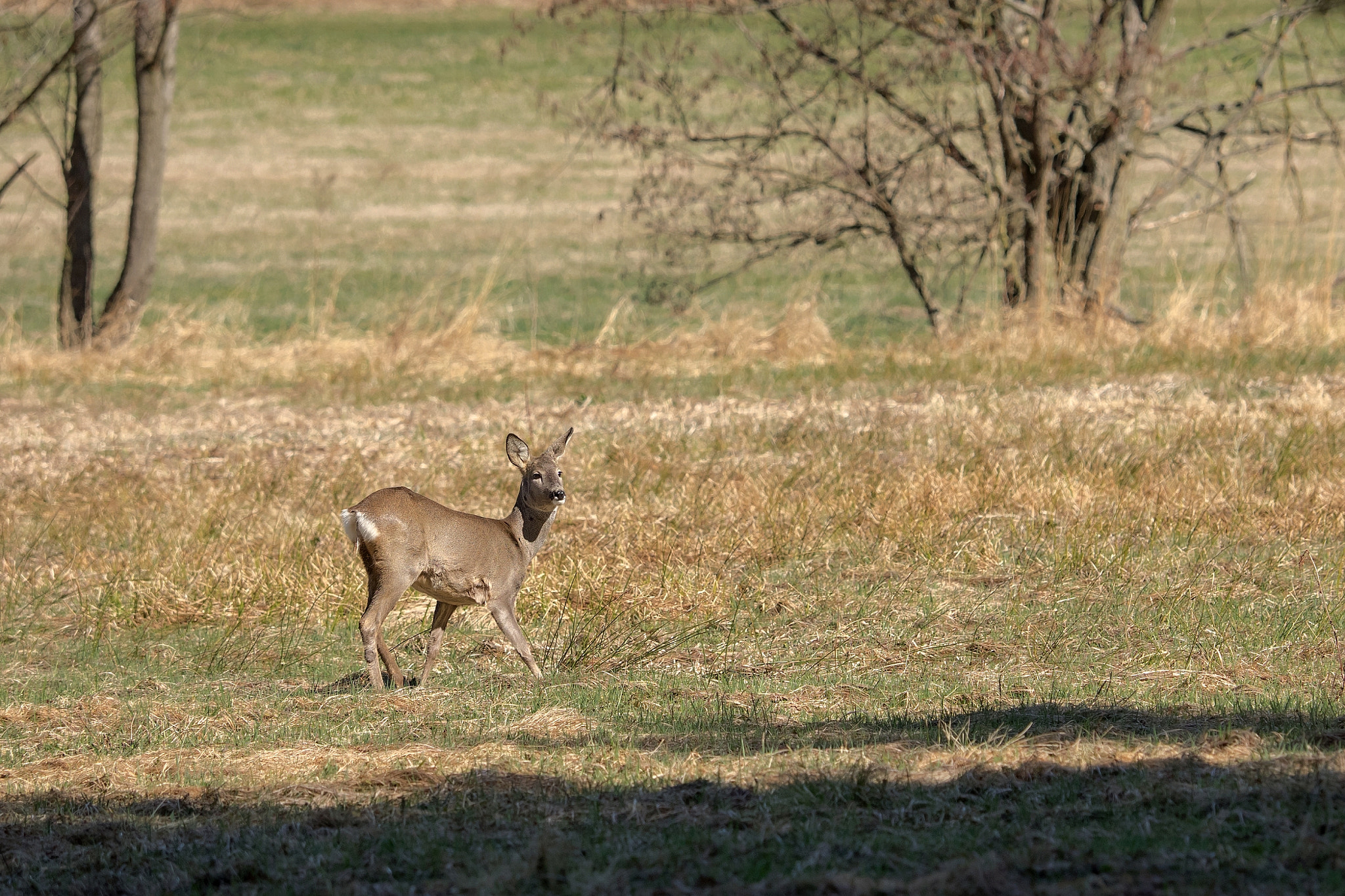 Olympus OM-D E-M1 sample photo. Wary doe photography