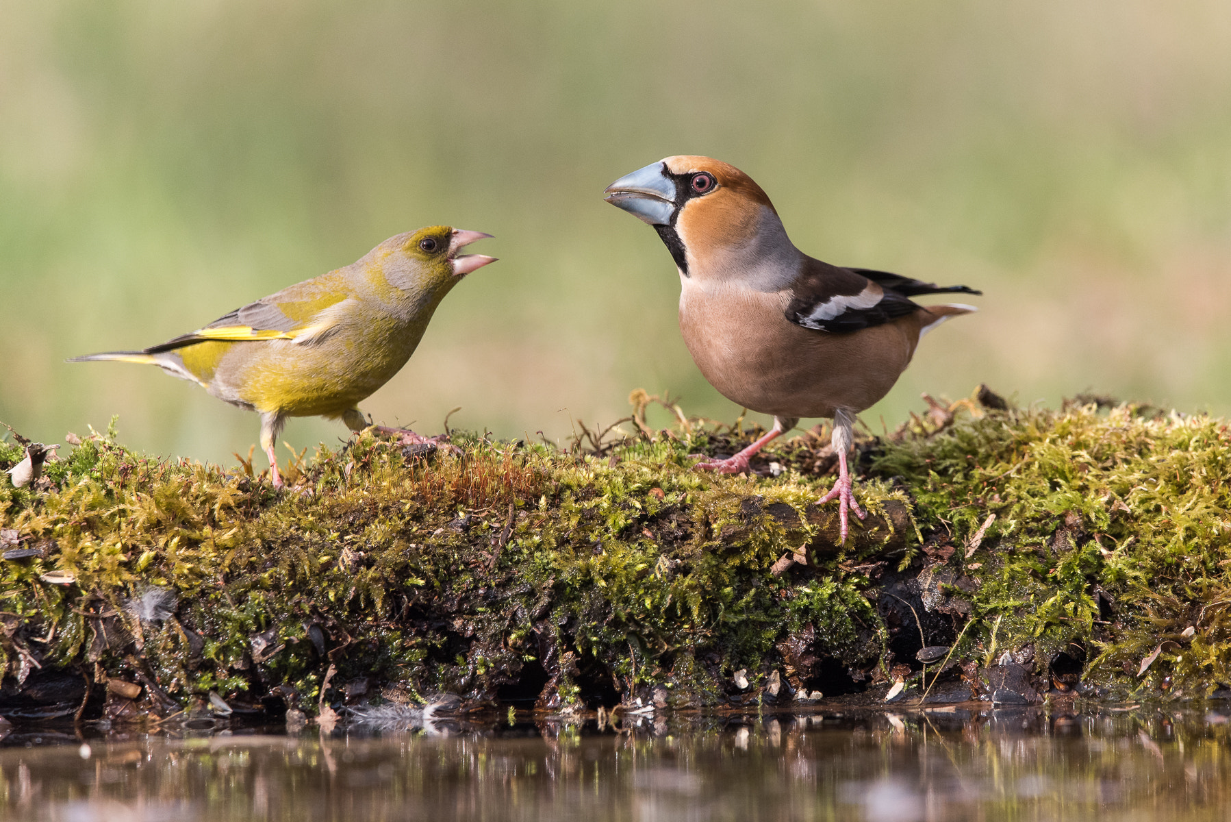 Sigma 150-600mm F5-6.3 DG OS HSM | C sample photo. Debate photography