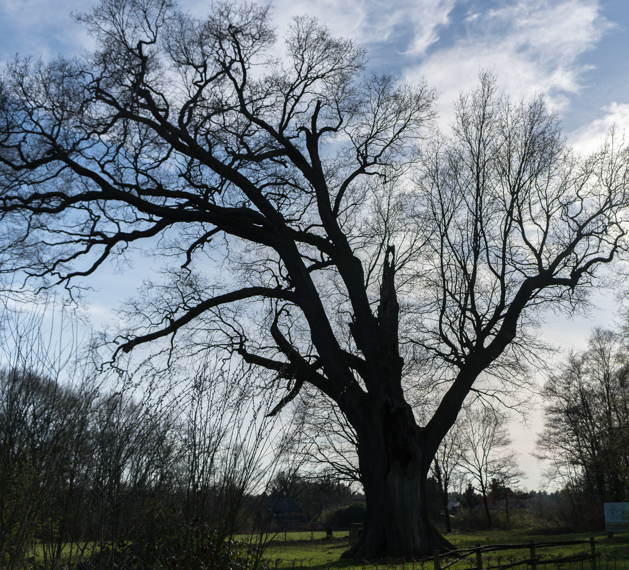 Sony E 20mm F2.8 sample photo. Oak. photography