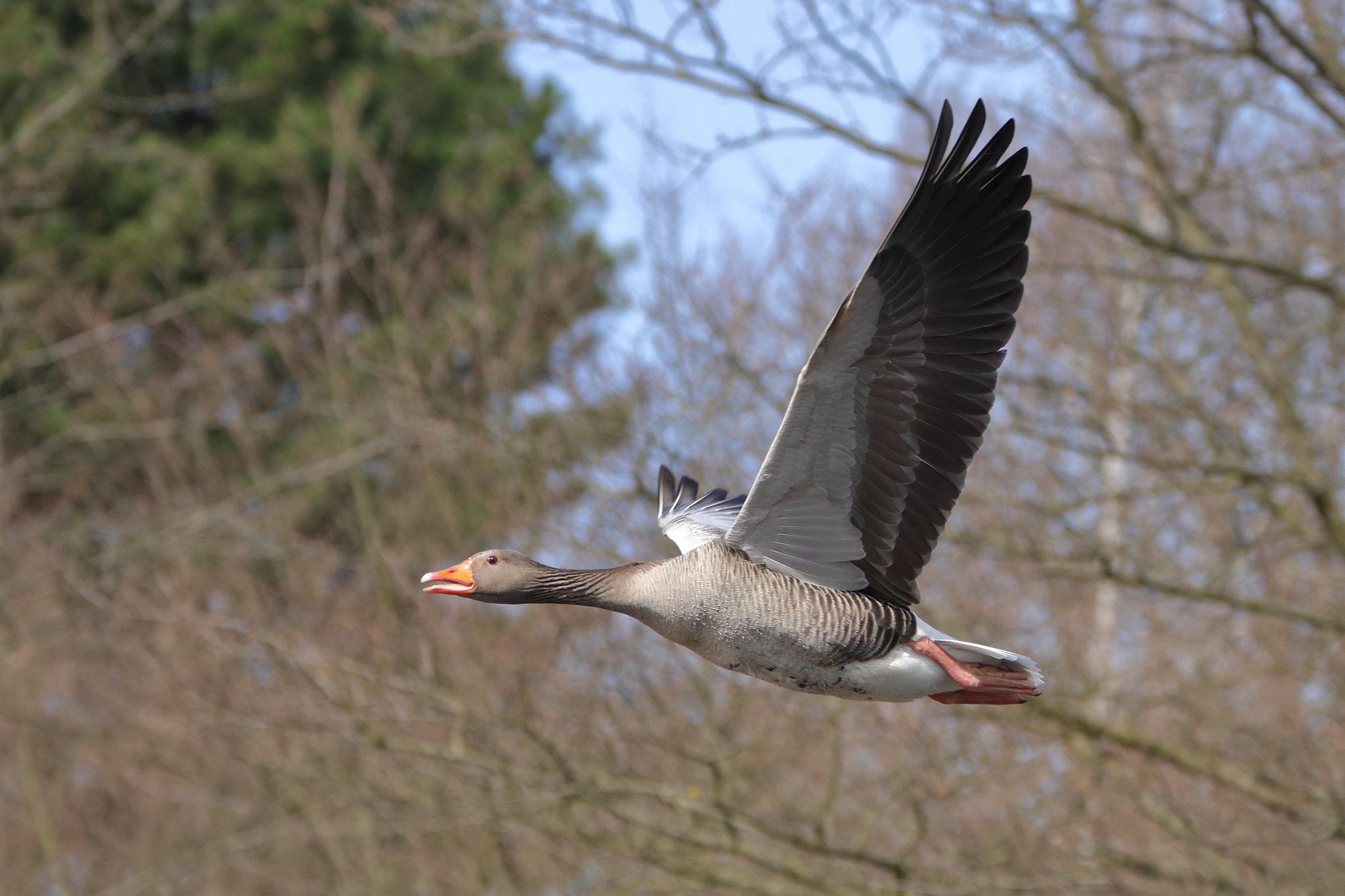 Canon EF 70-300mm F4-5.6L IS USM sample photo. Graugans im vorbeiflug photography