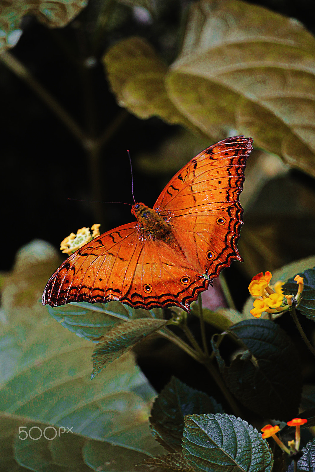 Canon EF-S 55-250mm F4-5.6 IS STM sample photo. Fritillary photography